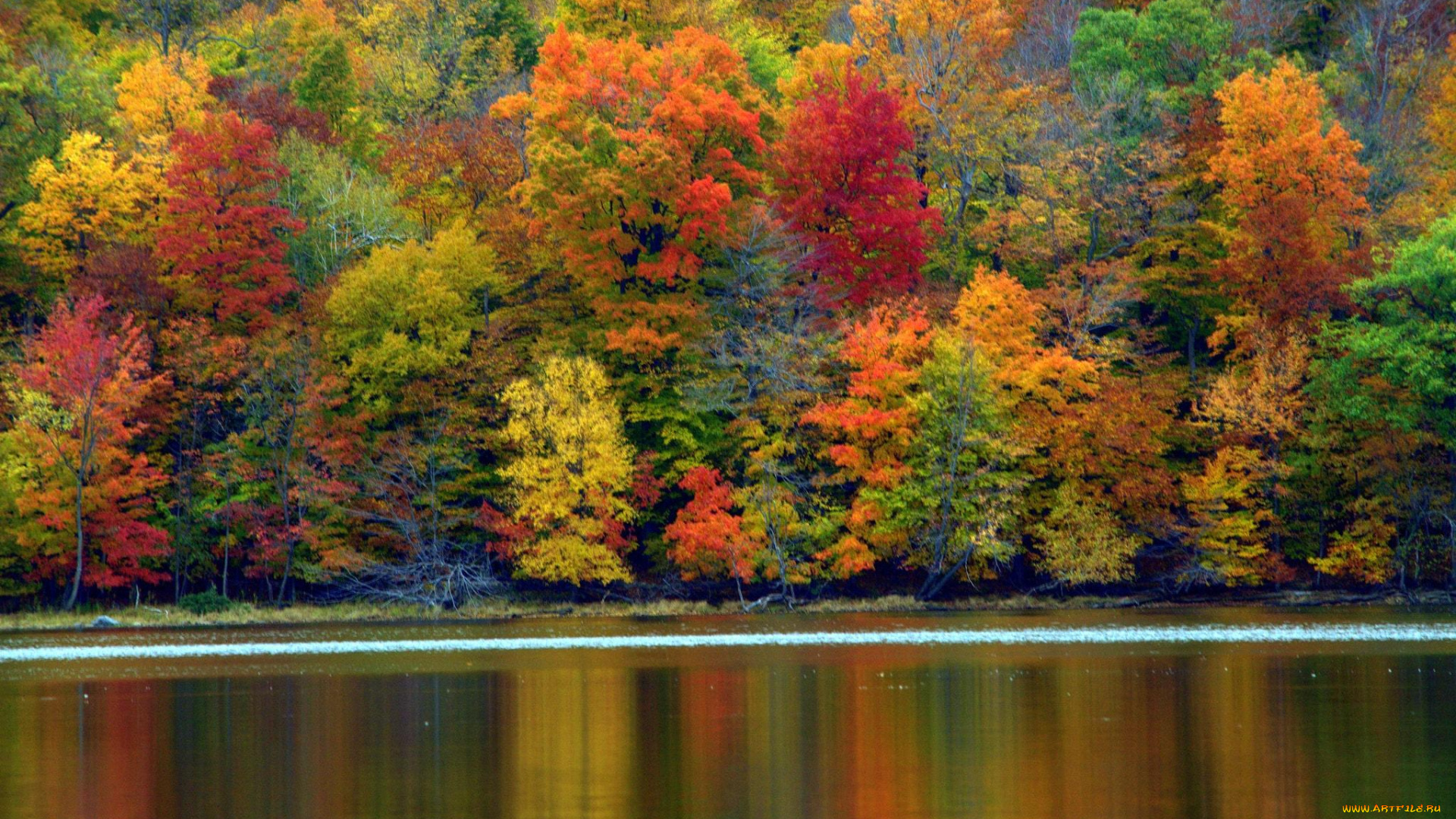 природа, реки, озера, река, лес, деревья, осень