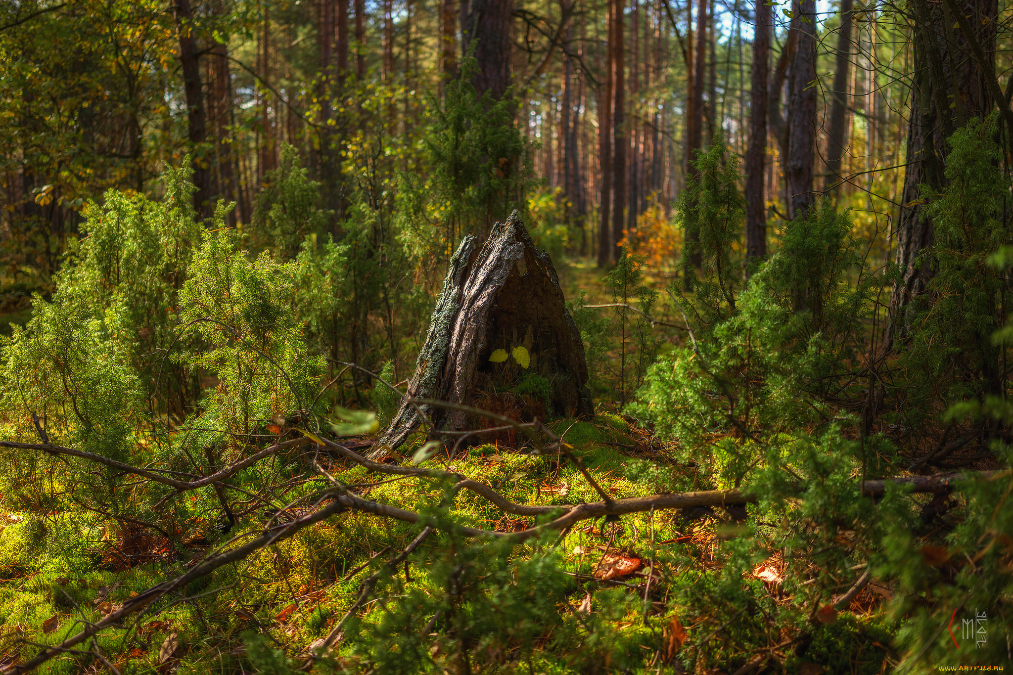 природа, лес, простор