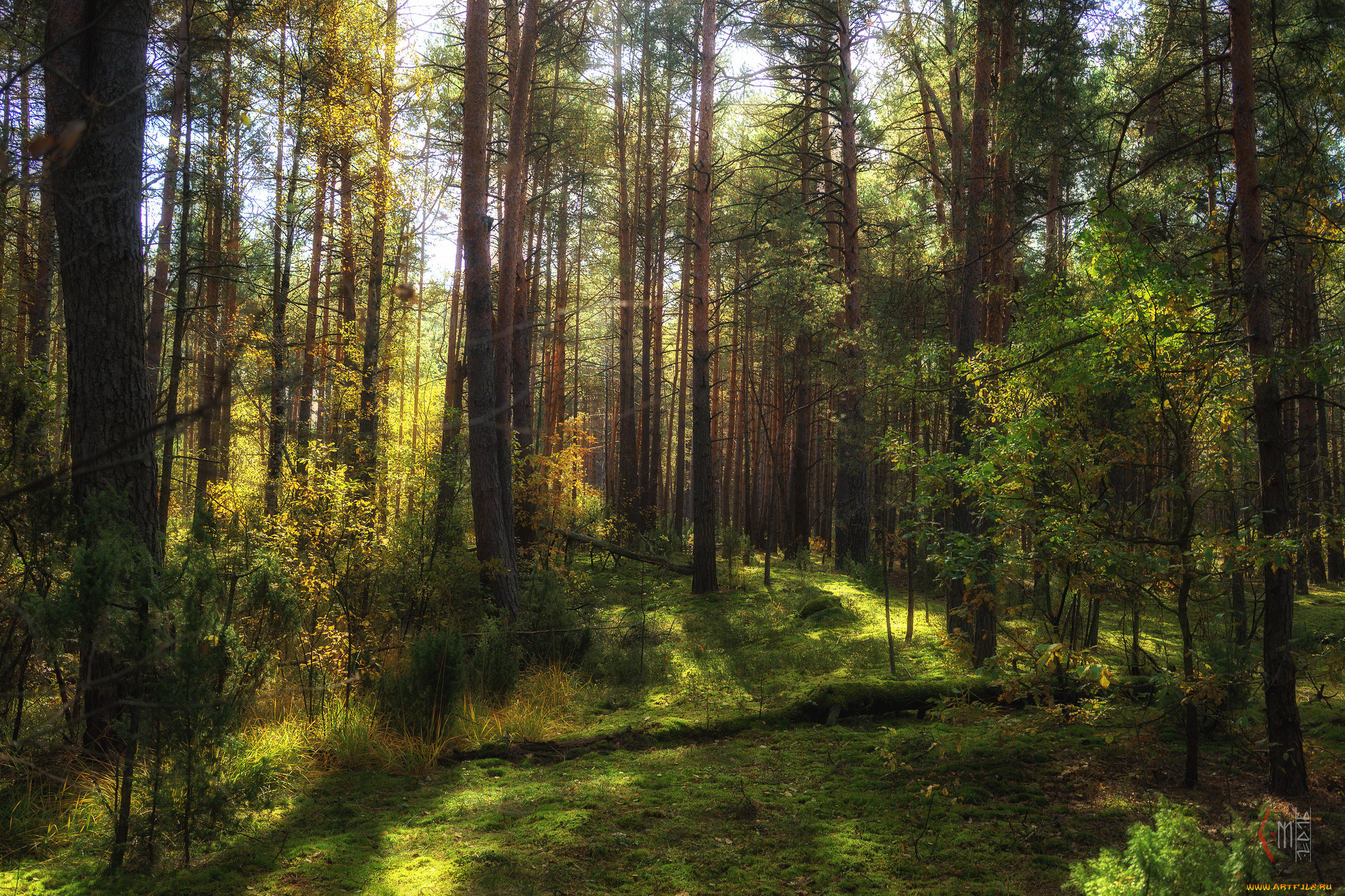 природа, лес, простор