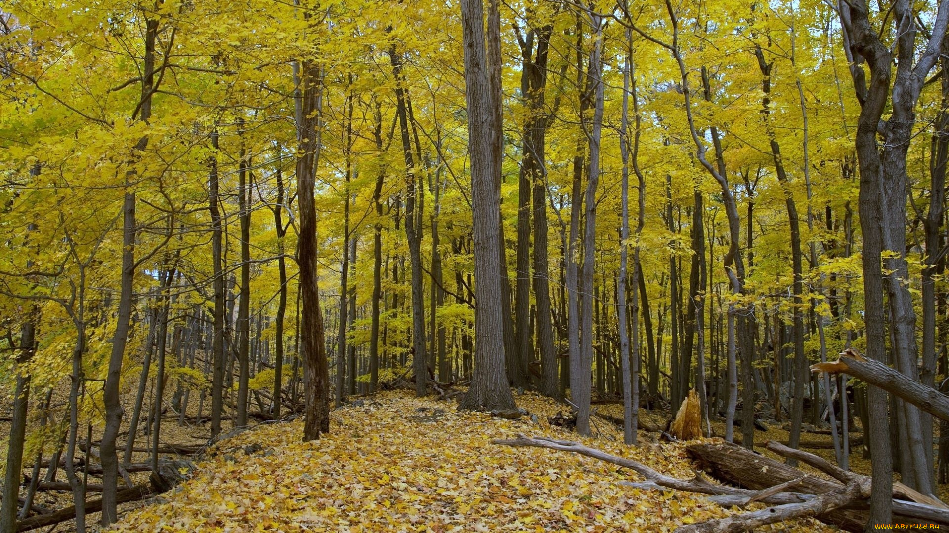 природа, лес, осень