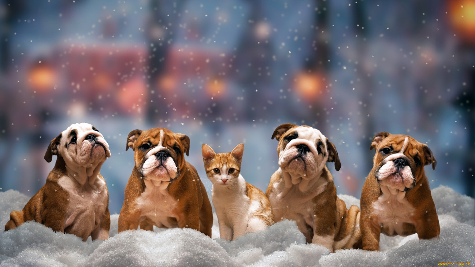 животные, разные, вместе, собаки, кот