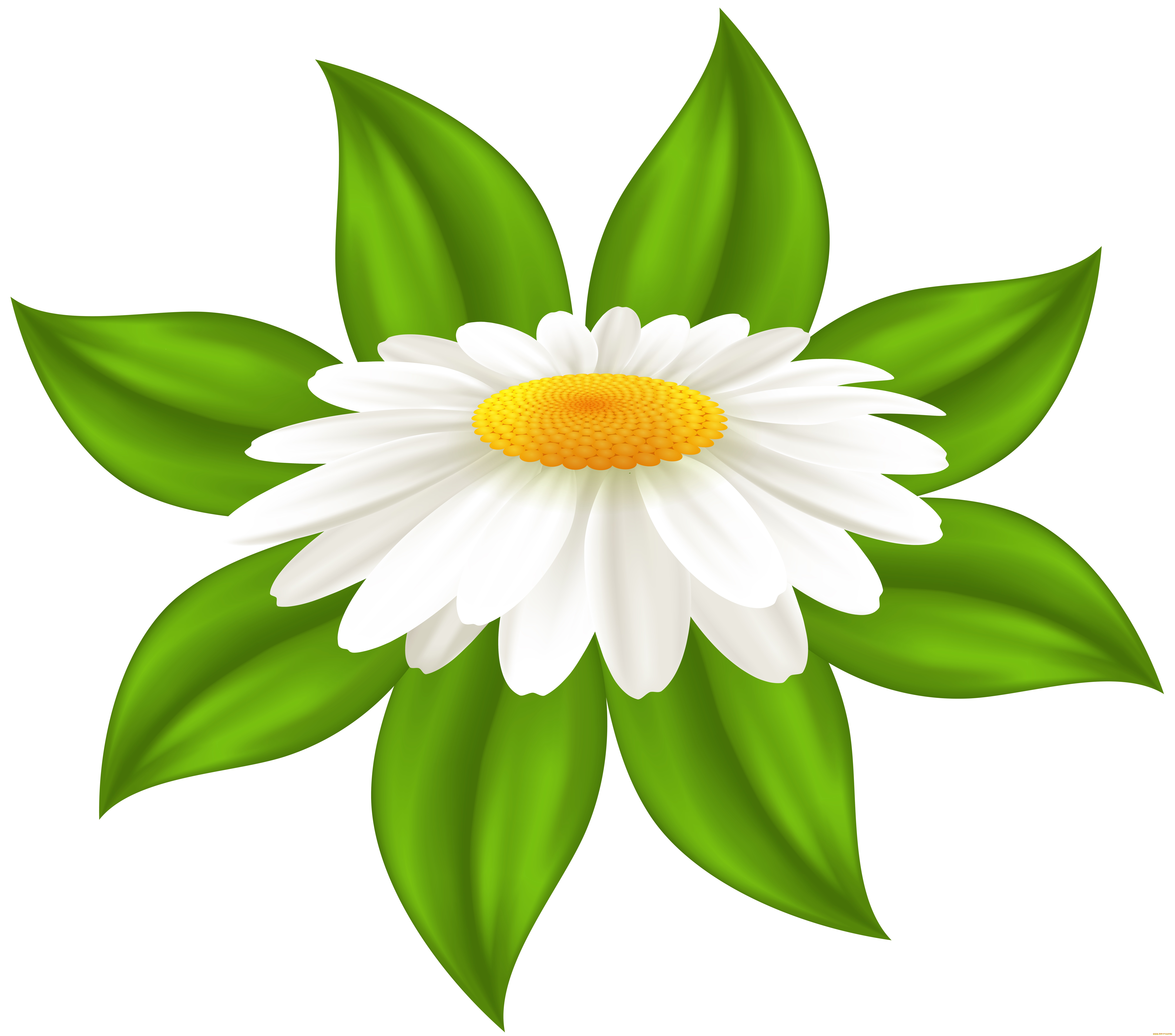 векторная, графика, цветы, , flowers, цветы, фон