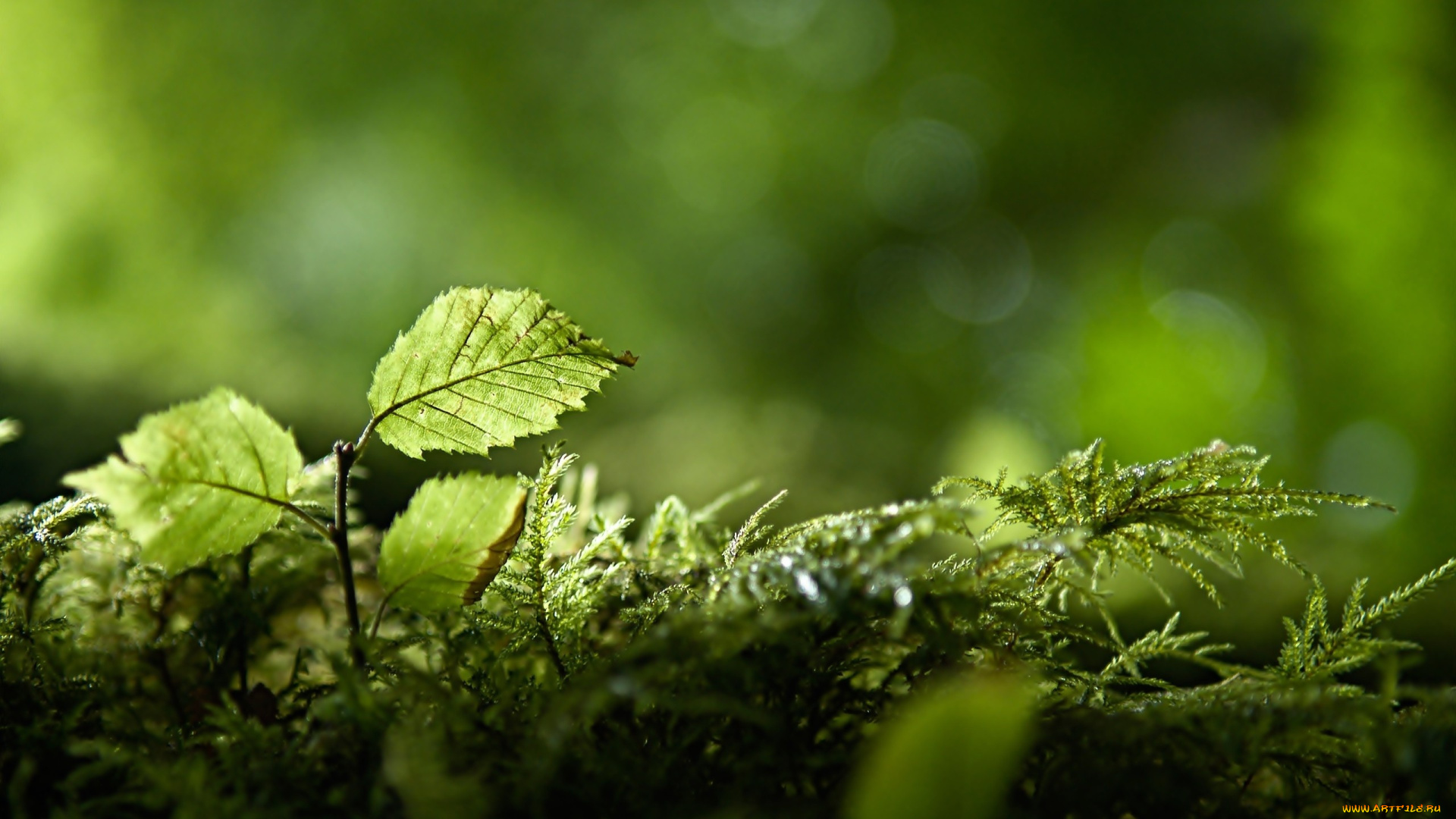 природа, листья, ветки