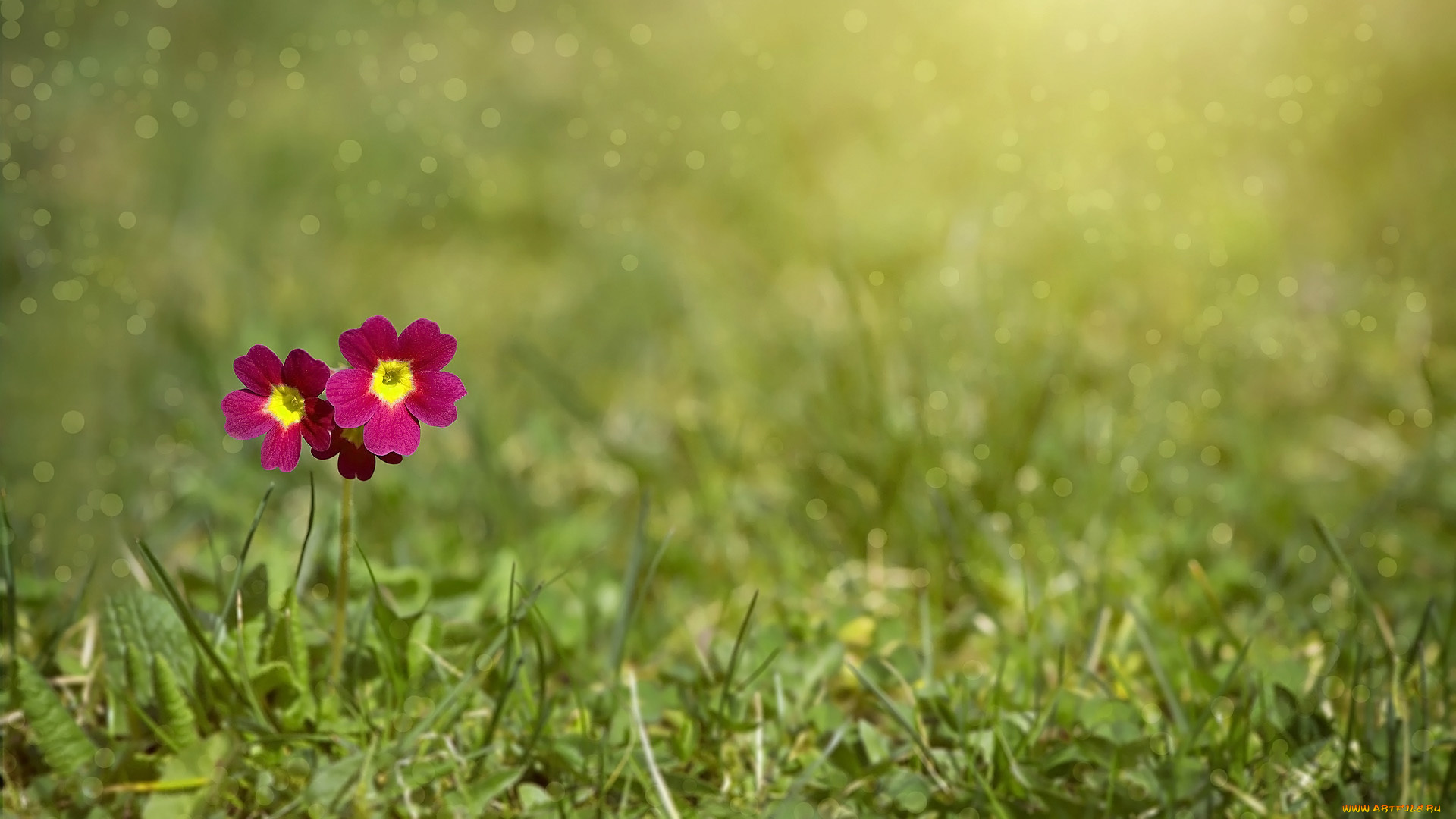 цветы, примулы, розовая, примула, первоцвет