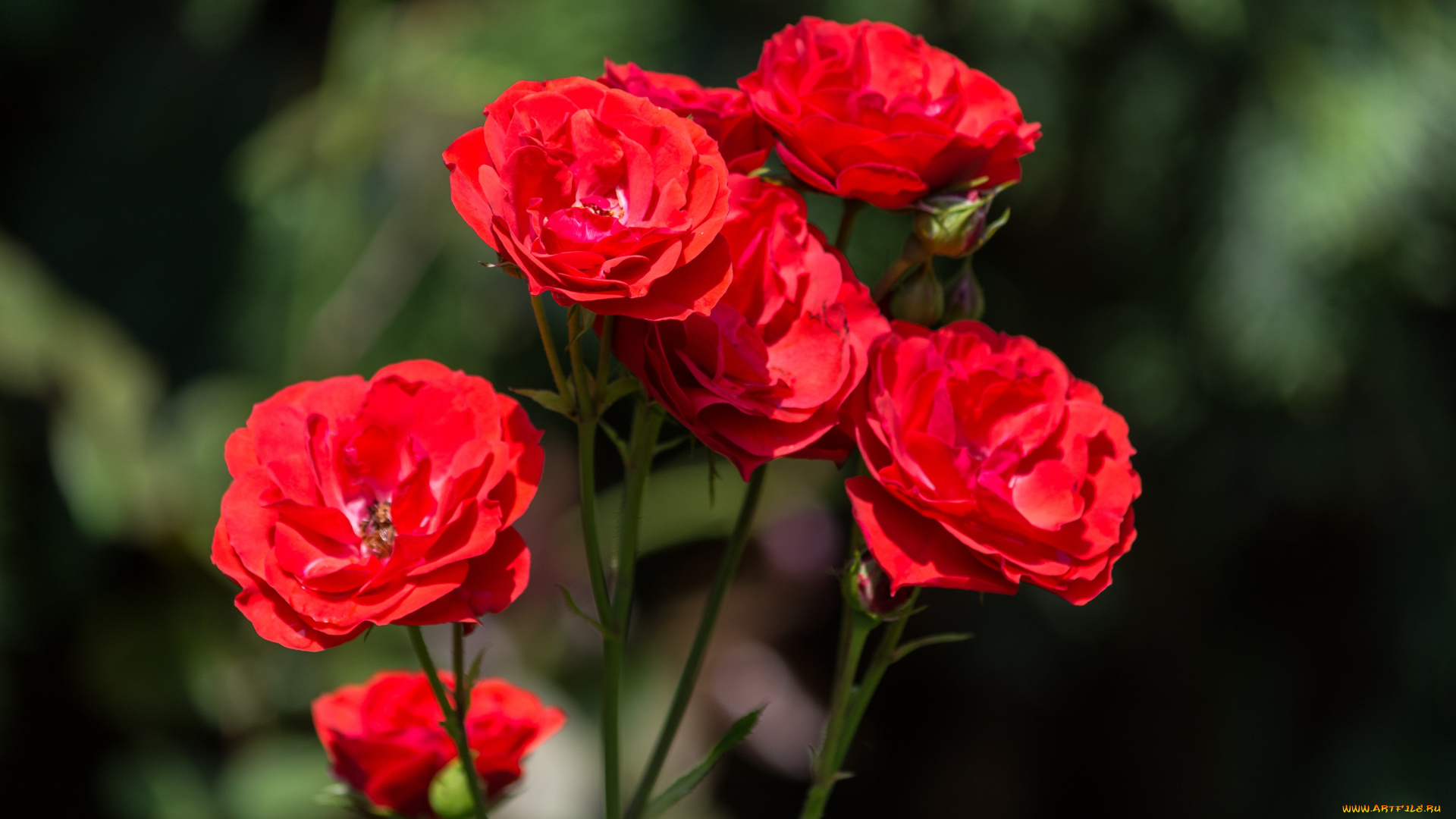 цветы, розы