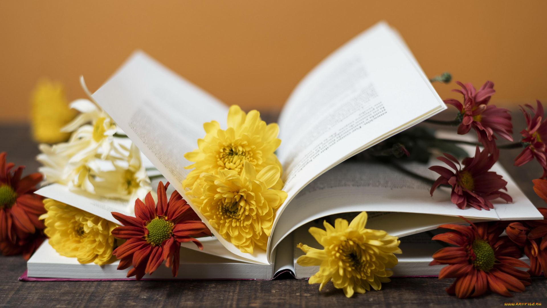 разное, канцелярия, , книги, разноцветные, хризантемы, книга