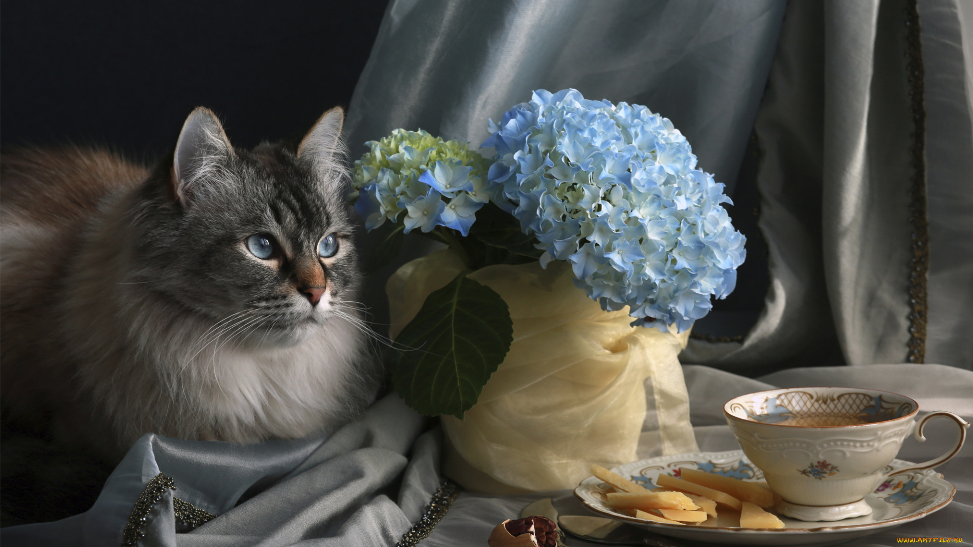 животные, коты, кот, гртензия, цветы