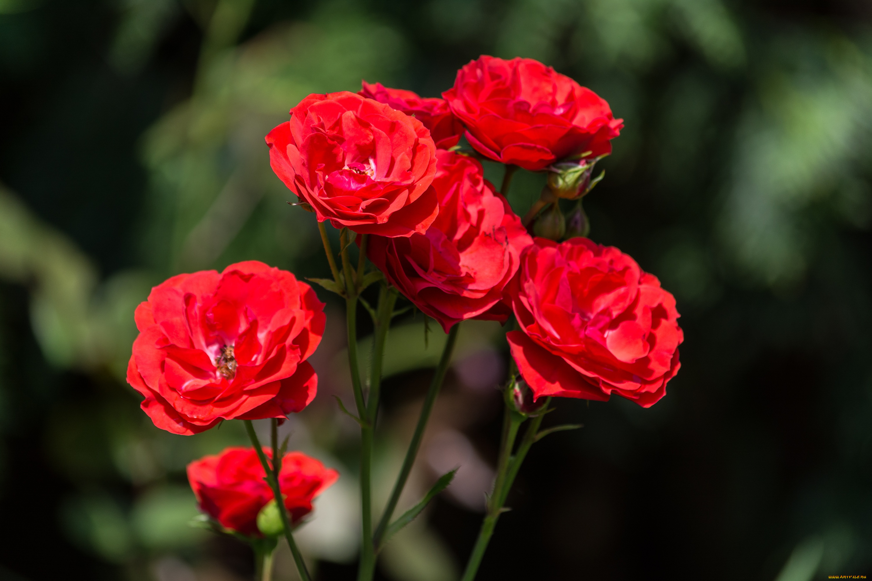 цветы, розы