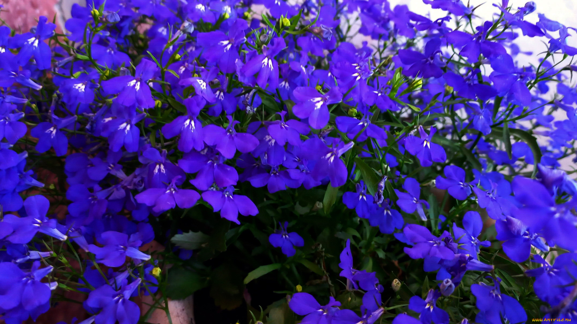 цветы, лобелии, синий