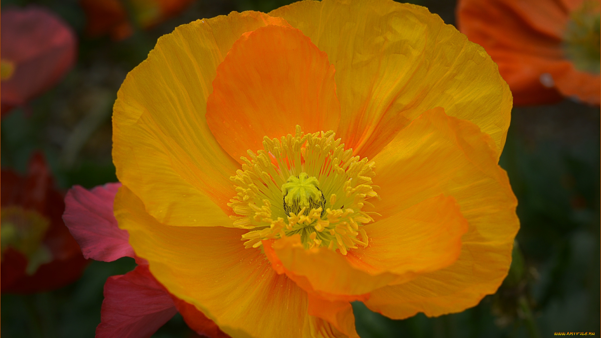 цветы, маки, цветок