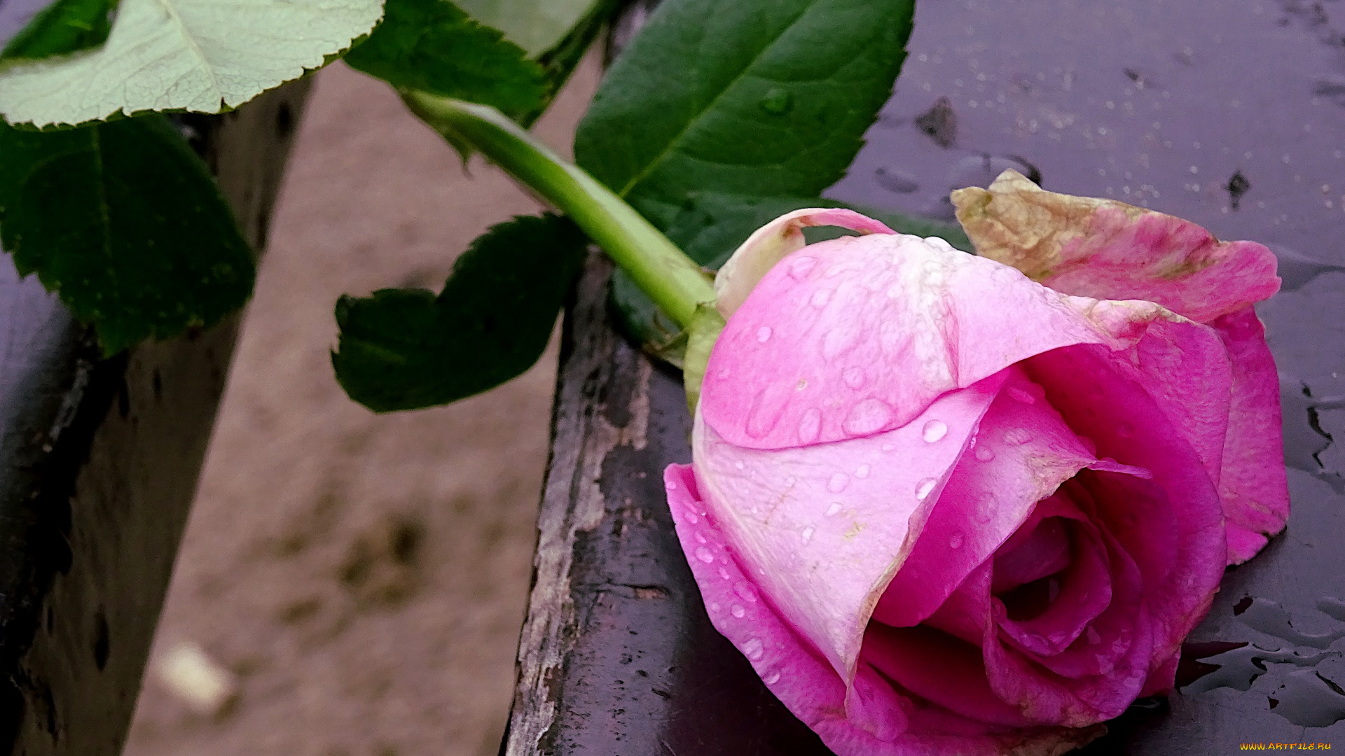 цветы, розы, капли, роза, розовая, бутон