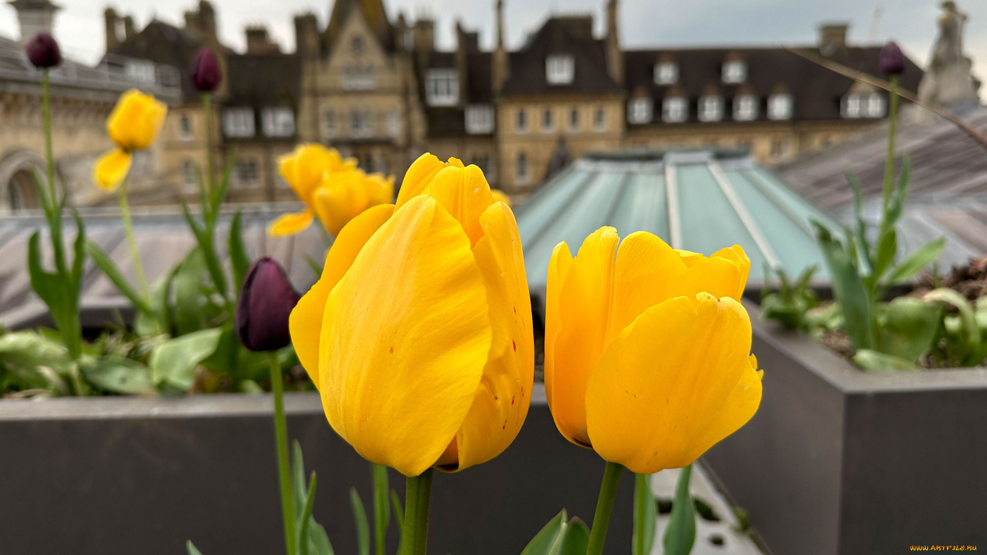 цветы, тюльпаны, желтые, фон