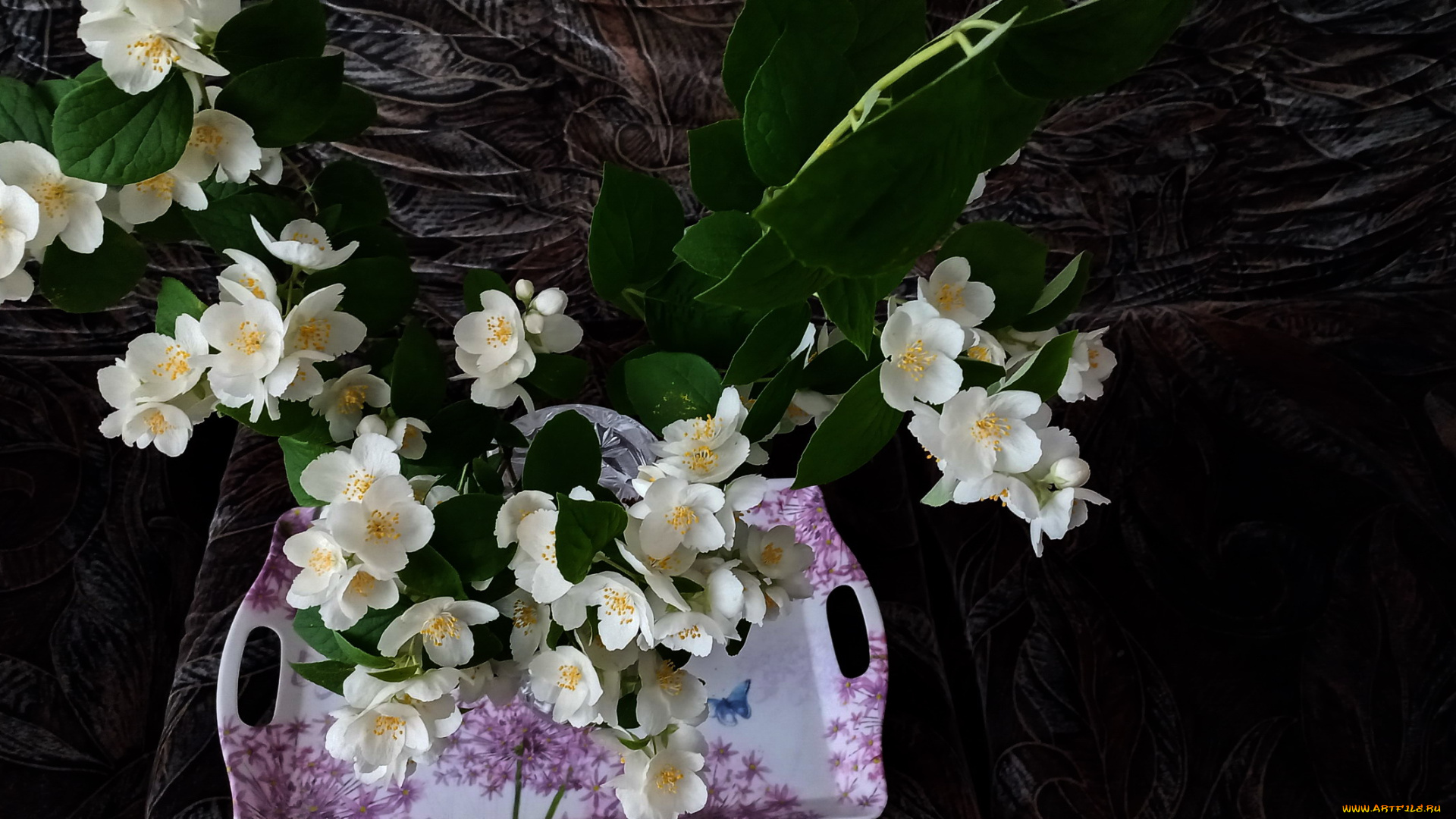 цветы, жасмин, листья, белый