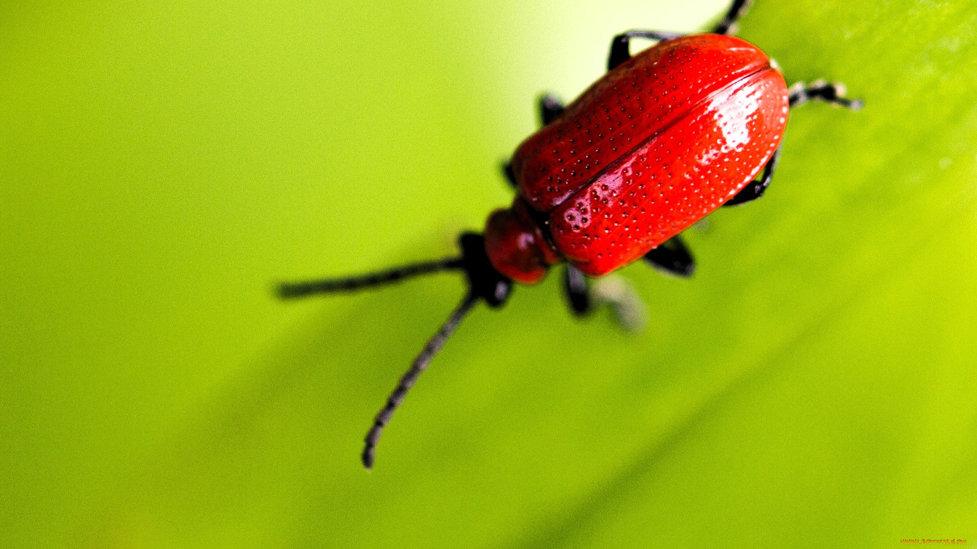 лилейная, трещалка, животные, насекомые, жук, лист