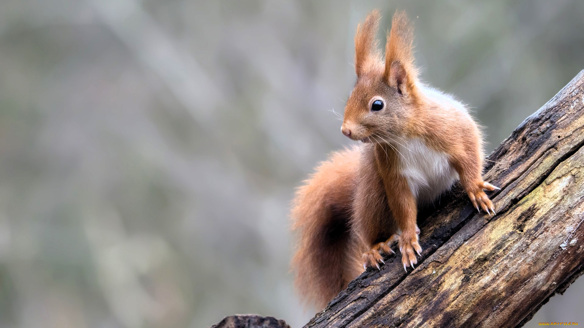 животные, белки, белка, бревно