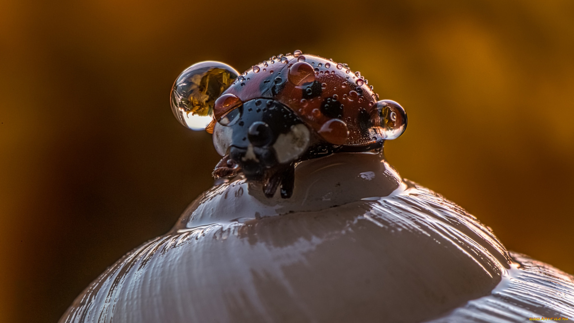 животные, божьи, коровки, жук