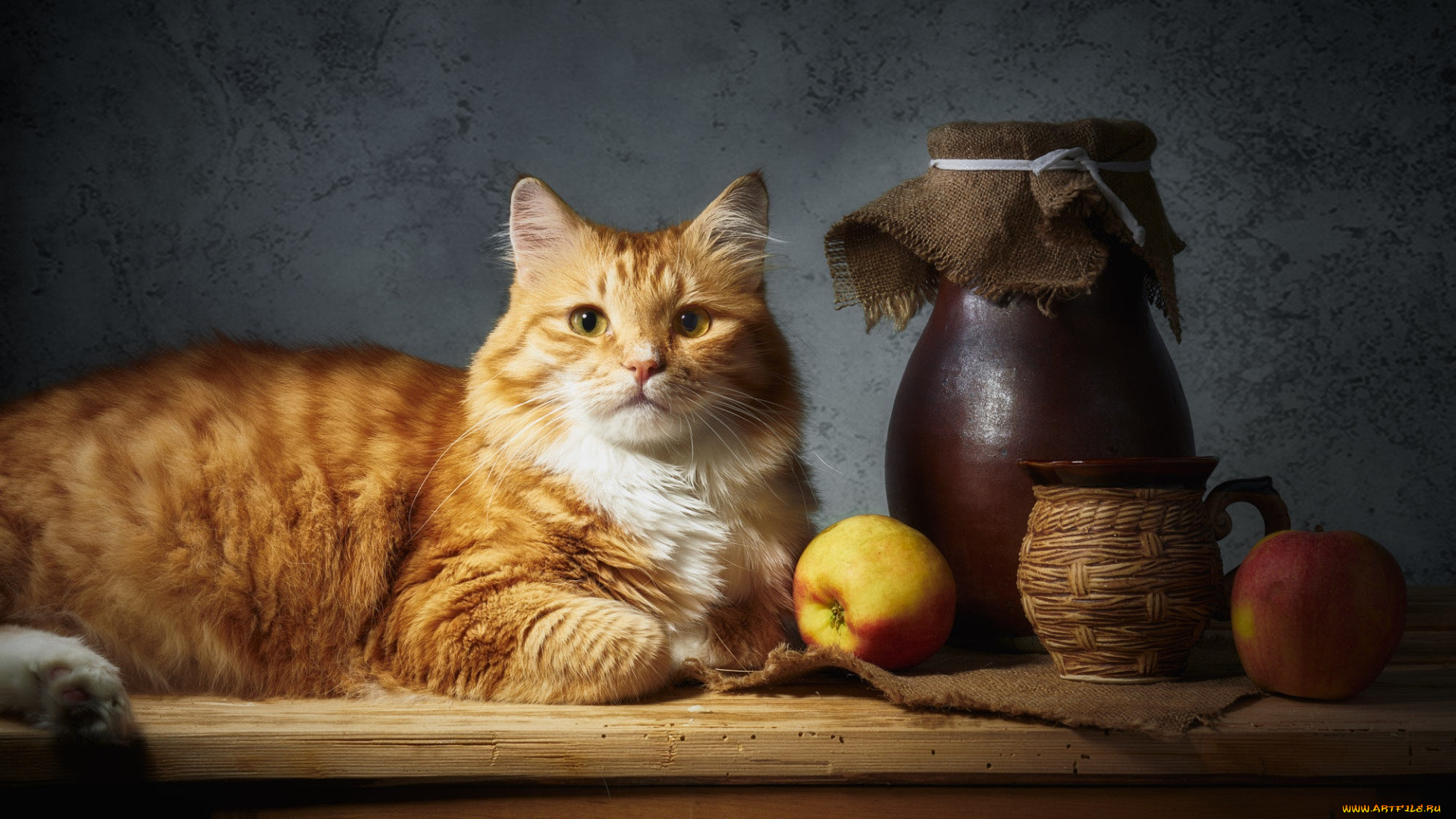 животные, коты, кот, кошка