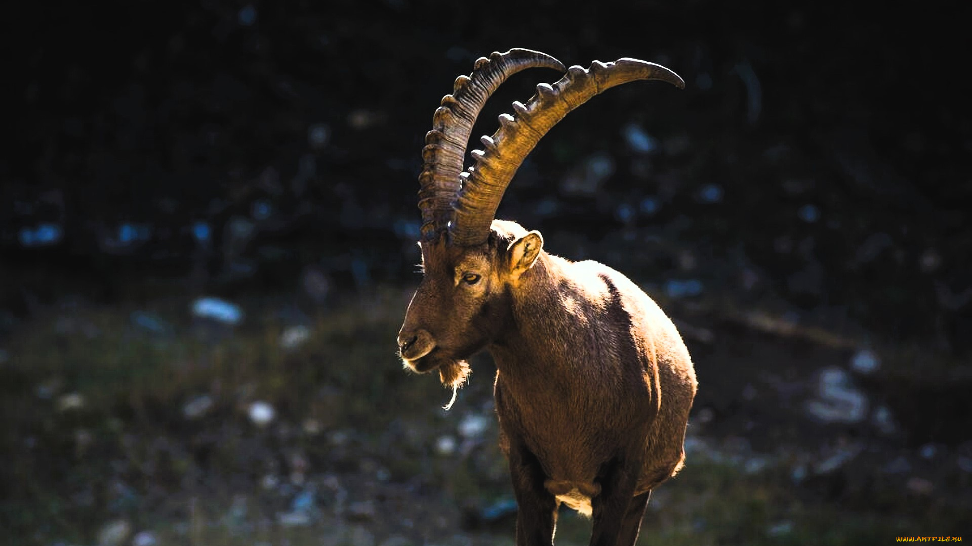 животные, козы, козел, горыный, камни