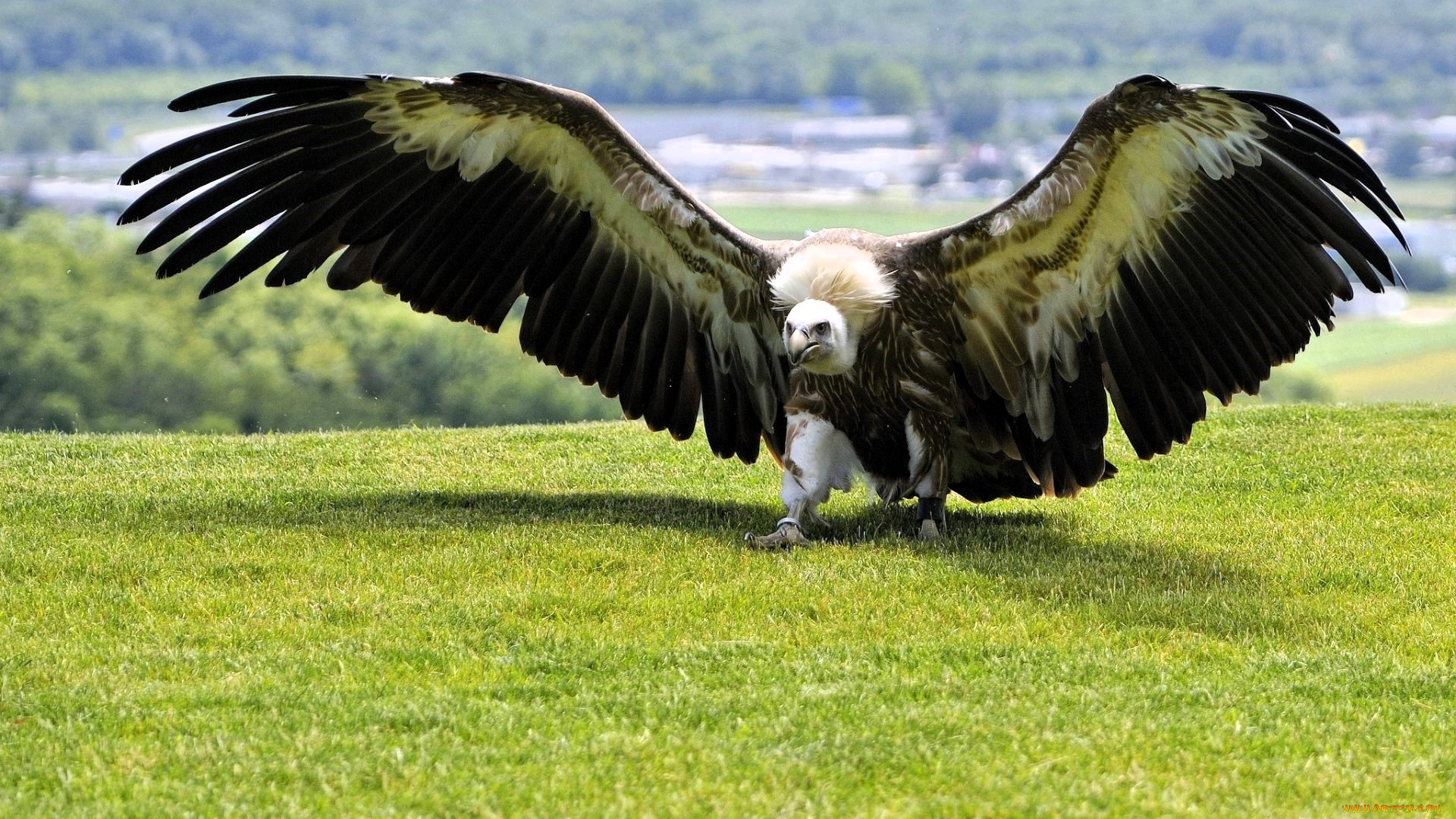 животные, птицы, -, хищники, гриф, поляна