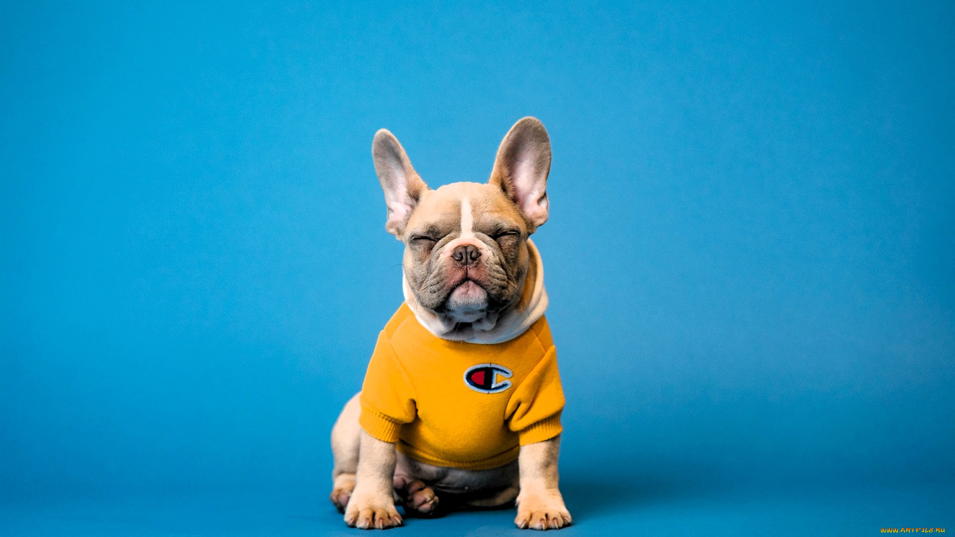 животные, собаки, собака, бульдог, футболка