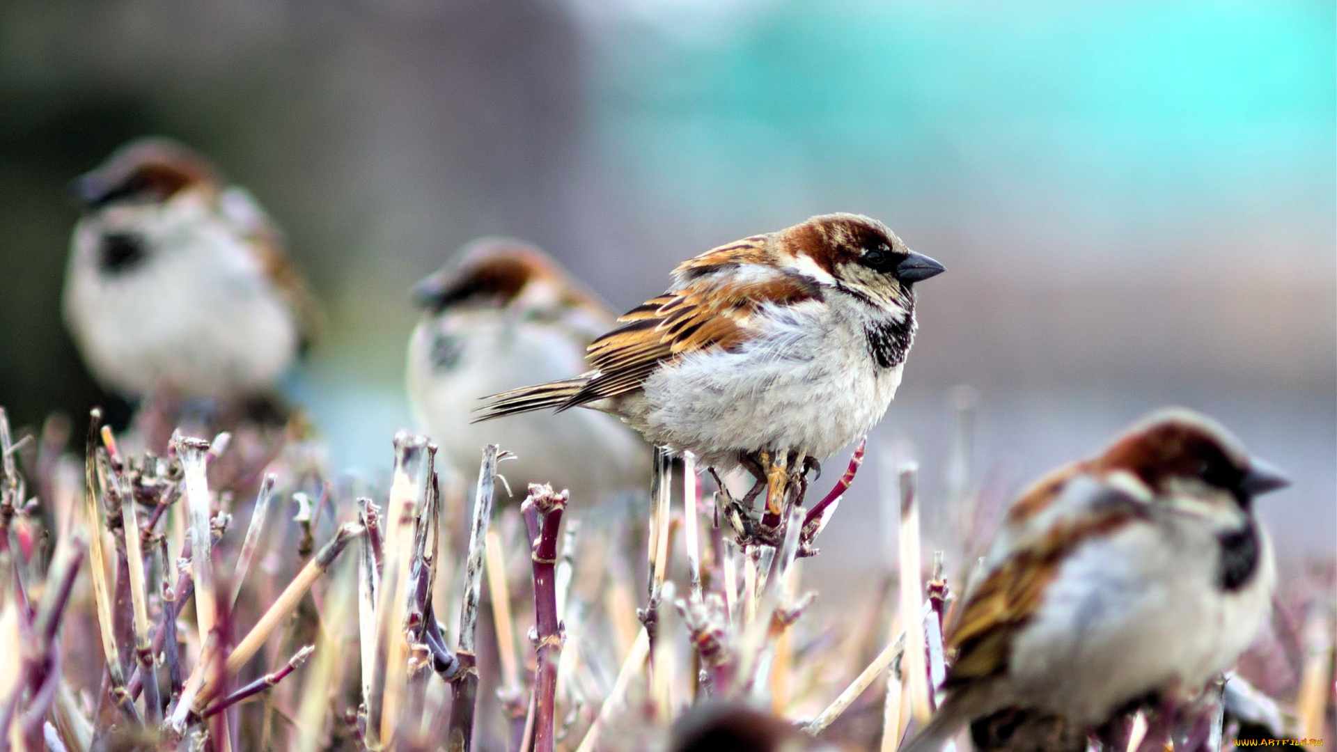 животные, воробьи, кусты, прутья