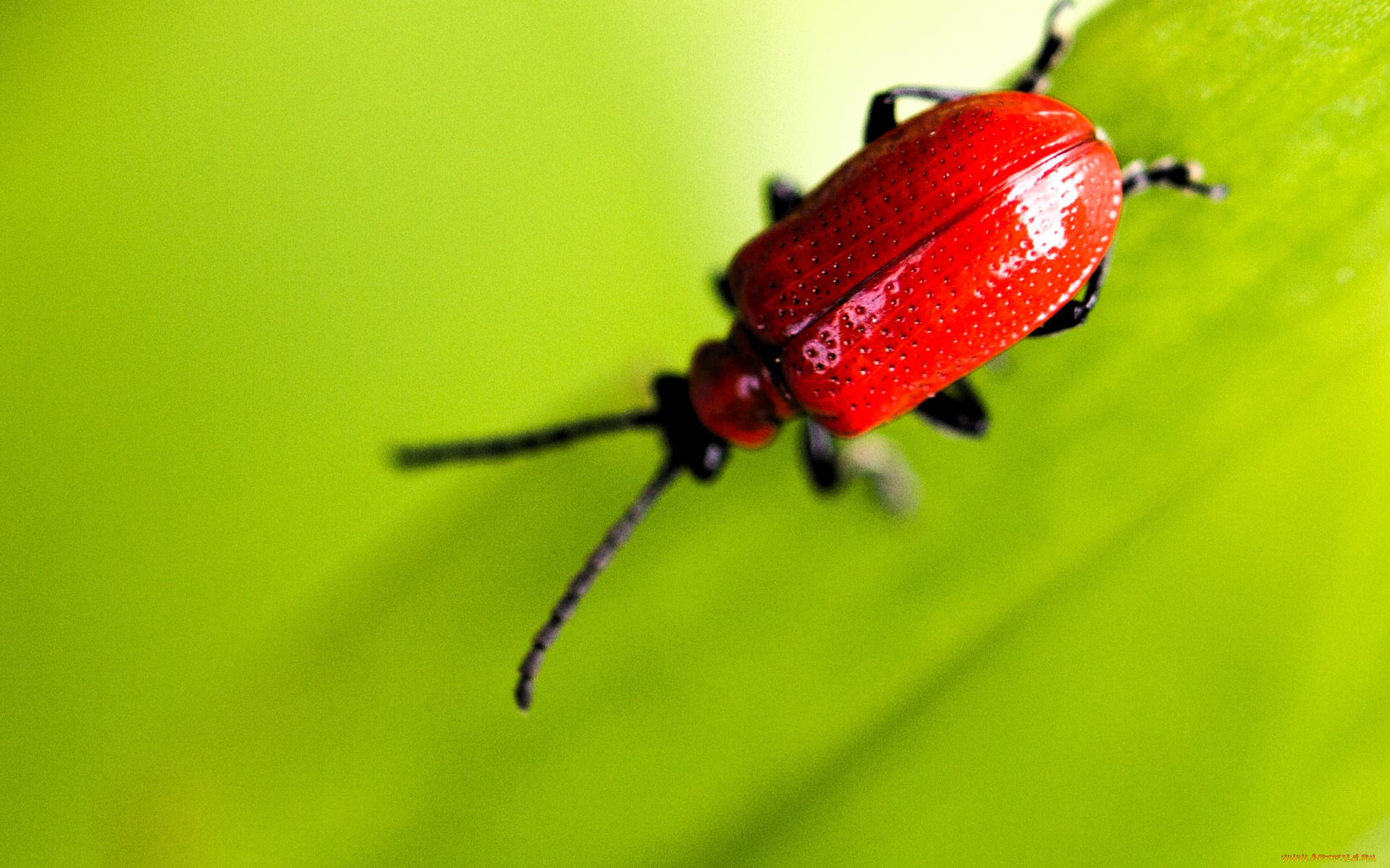 лилейная, трещалка, животные, насекомые, жук, лист