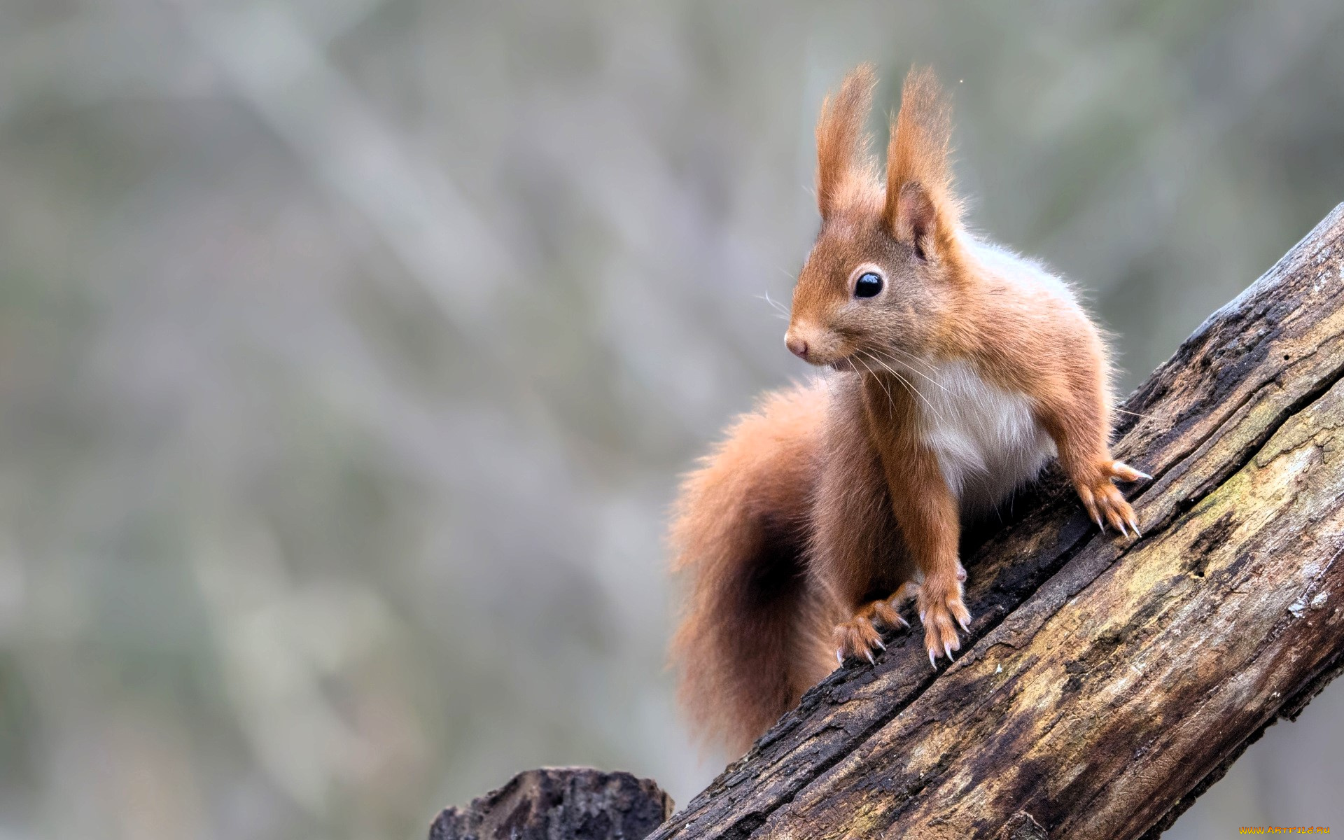 животные, белки, белка, бревно