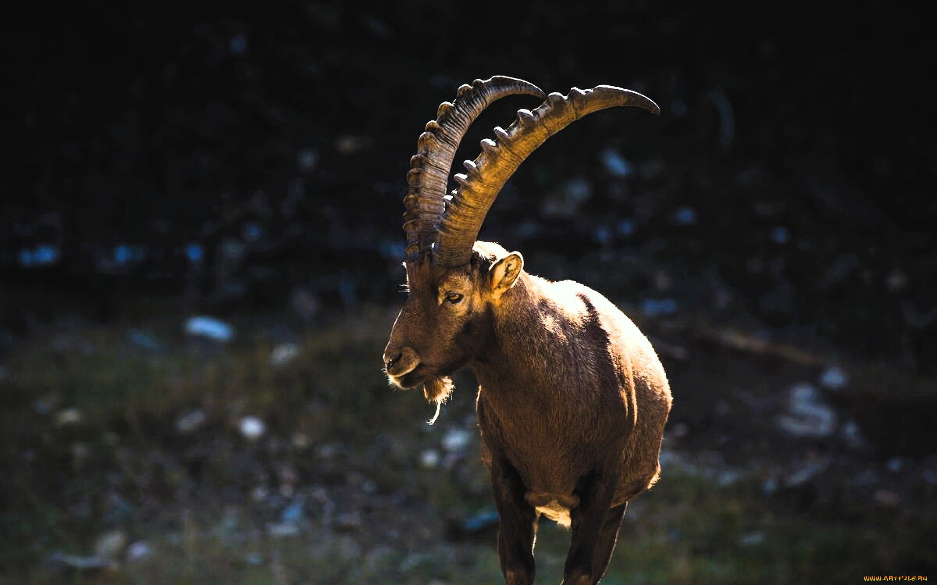животные, козы, козел, горыный, камни