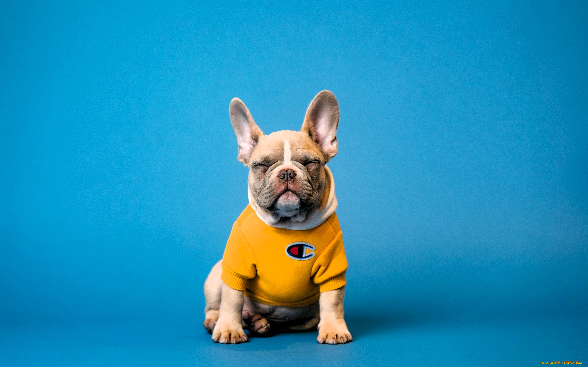 животные, собаки, собака, бульдог, футболка