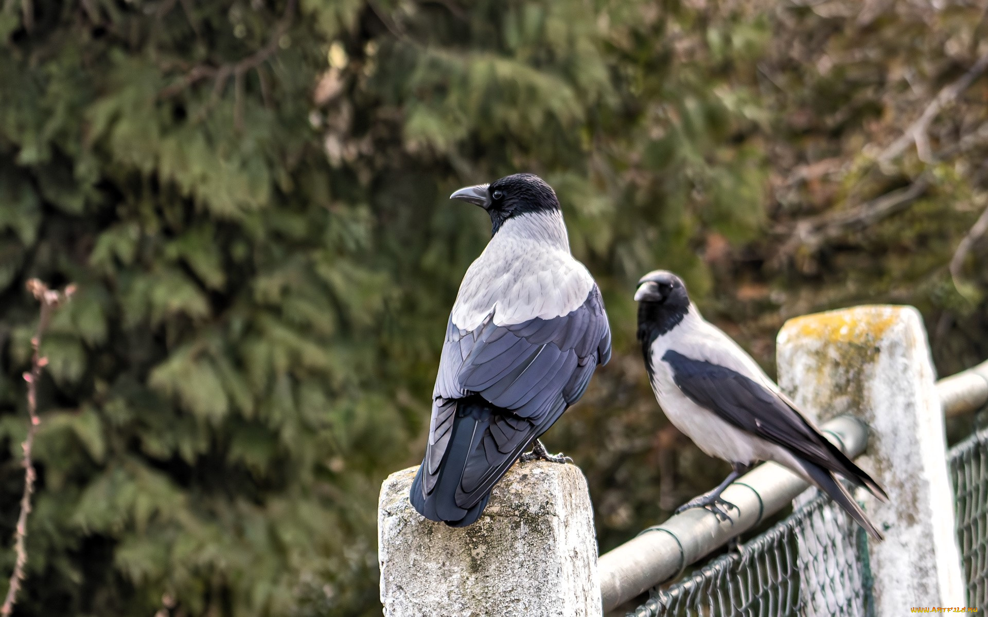 животные, вороны, , грачи, , галки, пара, ограда, деревья