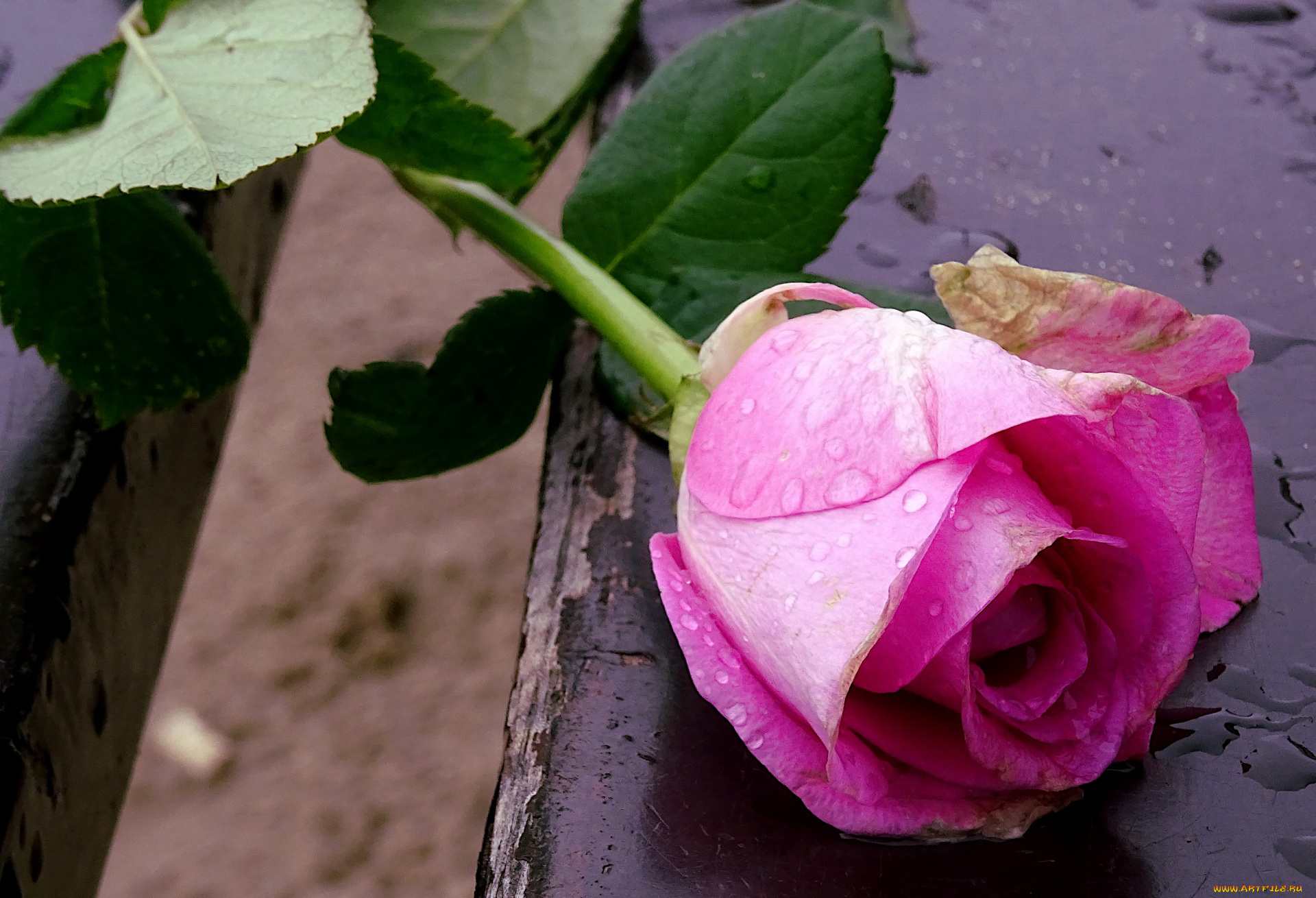 цветы, розы, капли, роза, розовая, бутон