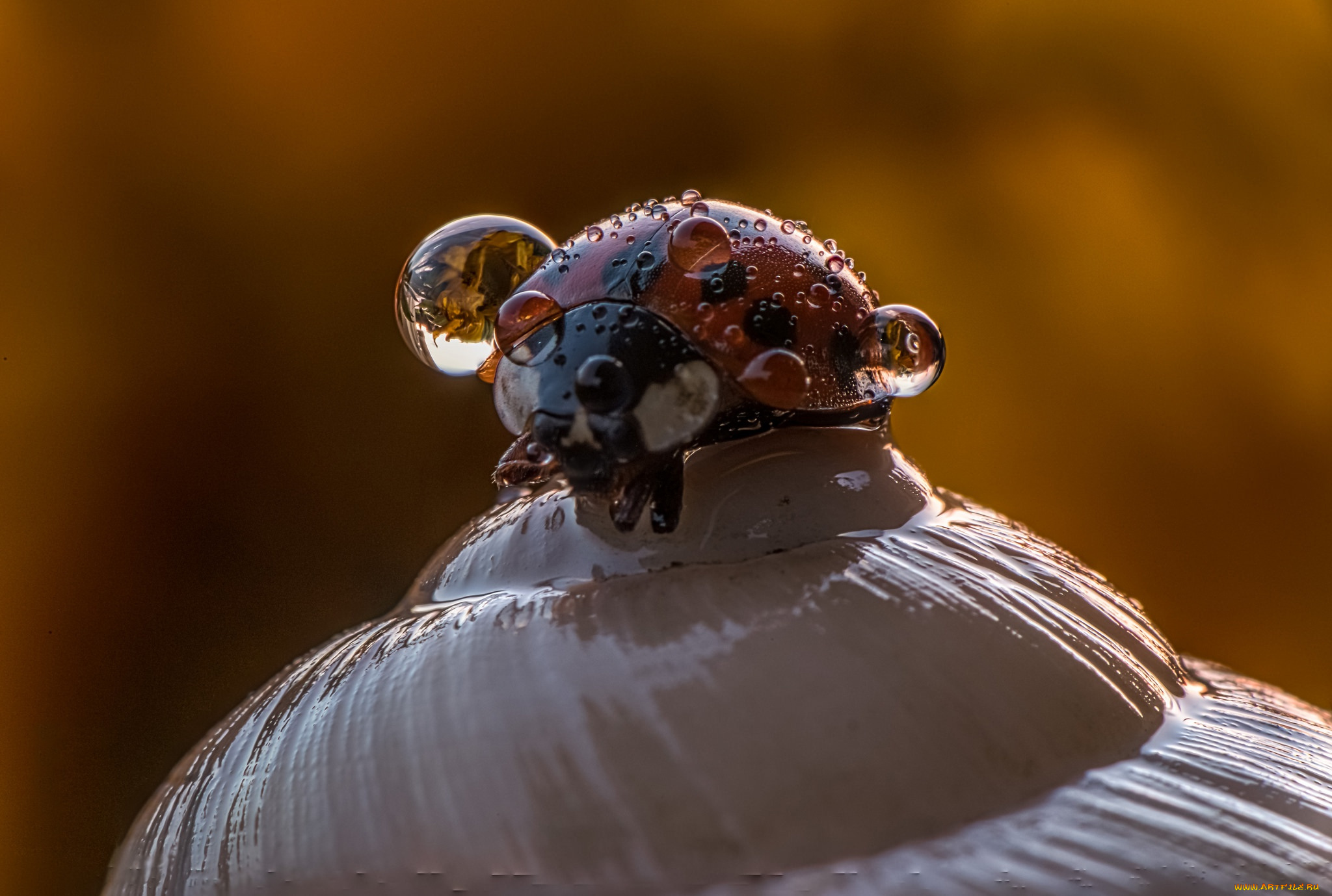 животные, божьи, коровки, жук