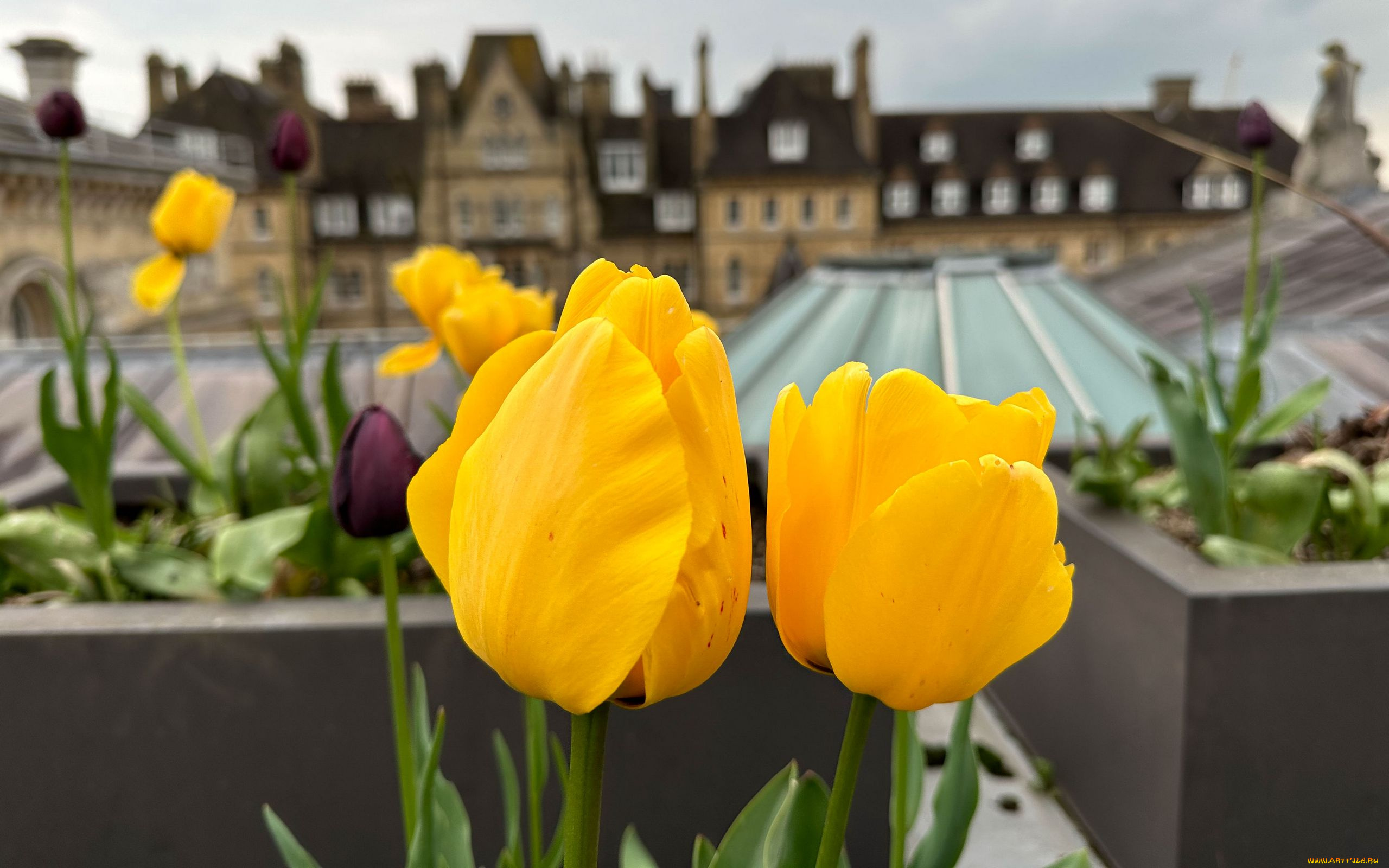 цветы, тюльпаны, желтые, фон