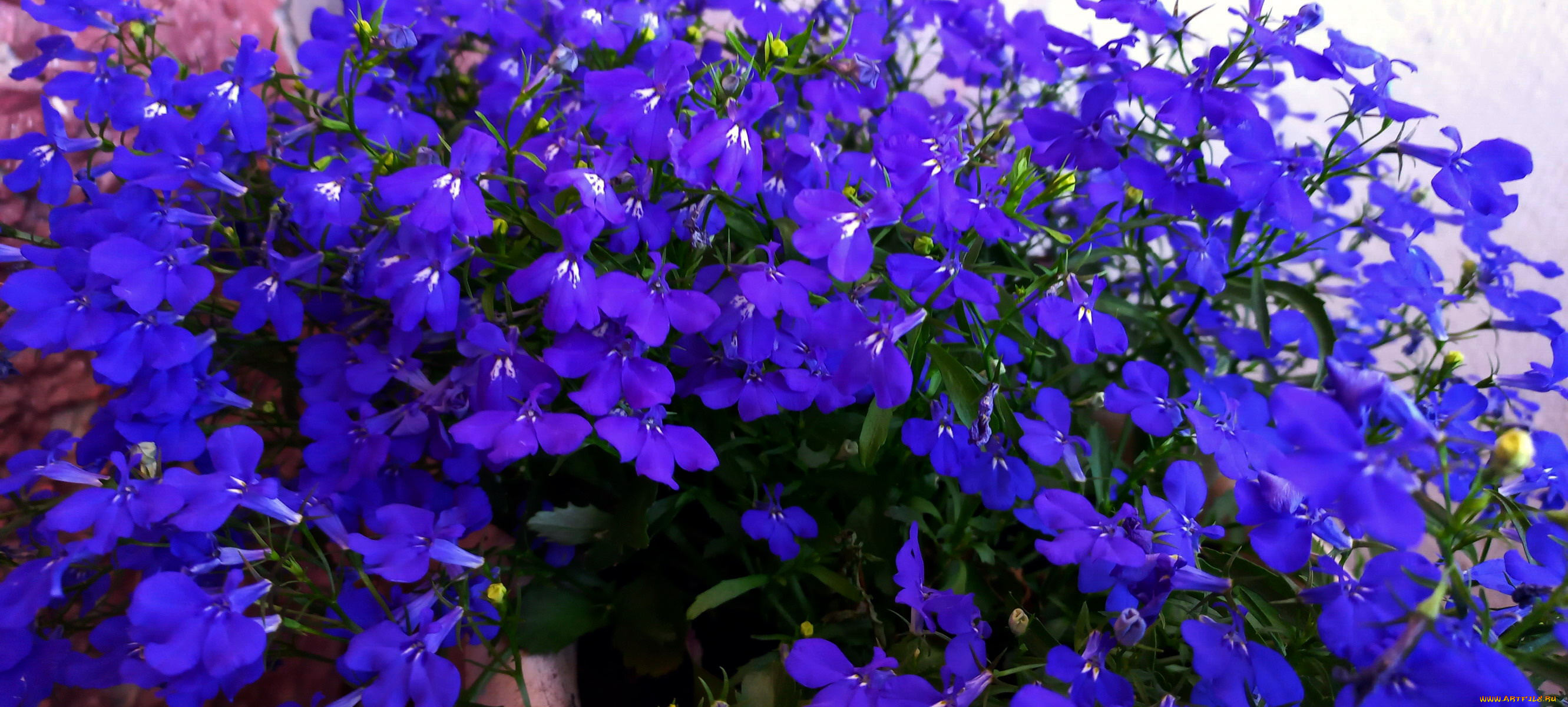 цветы, лобелии, синий