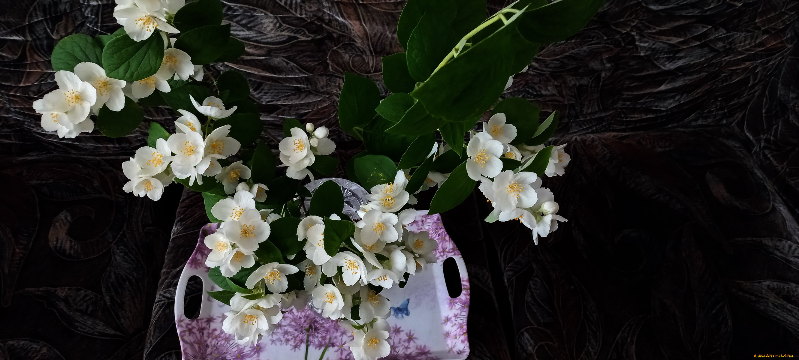 цветы, жасмин, листья, белый