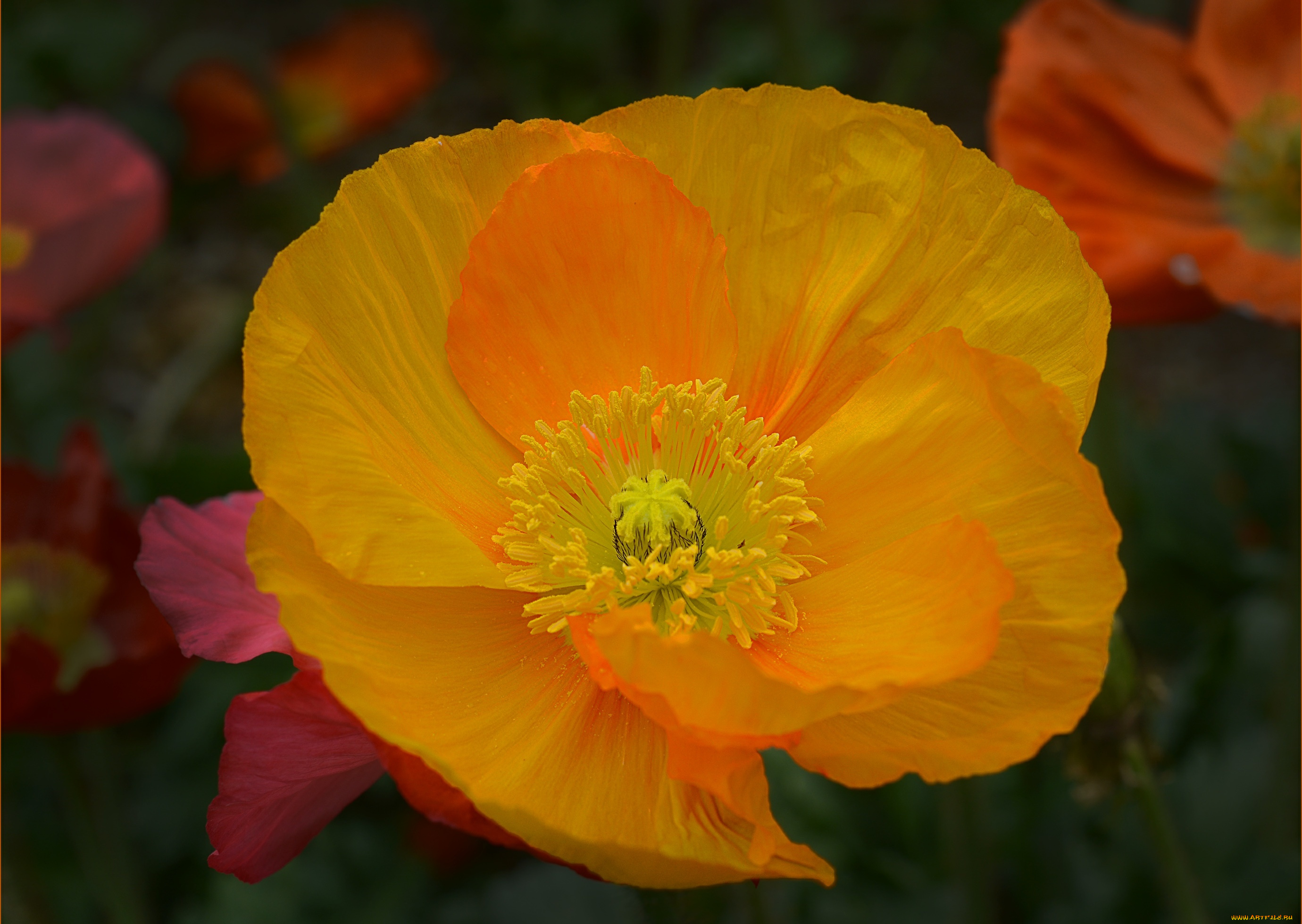 цветы, маки, цветок