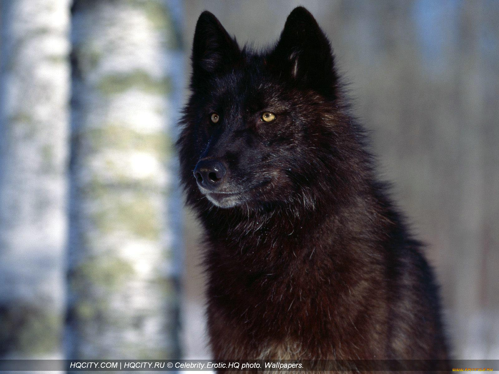 животные, волки