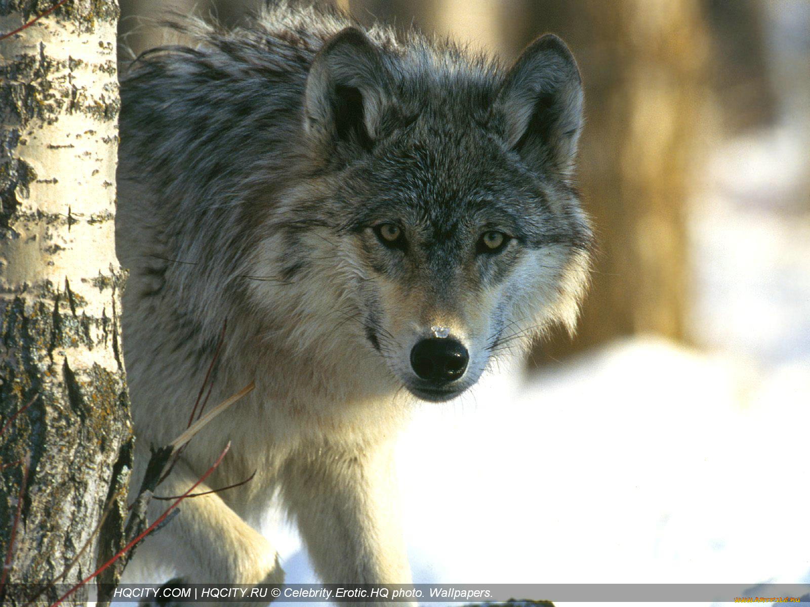 животные, волки