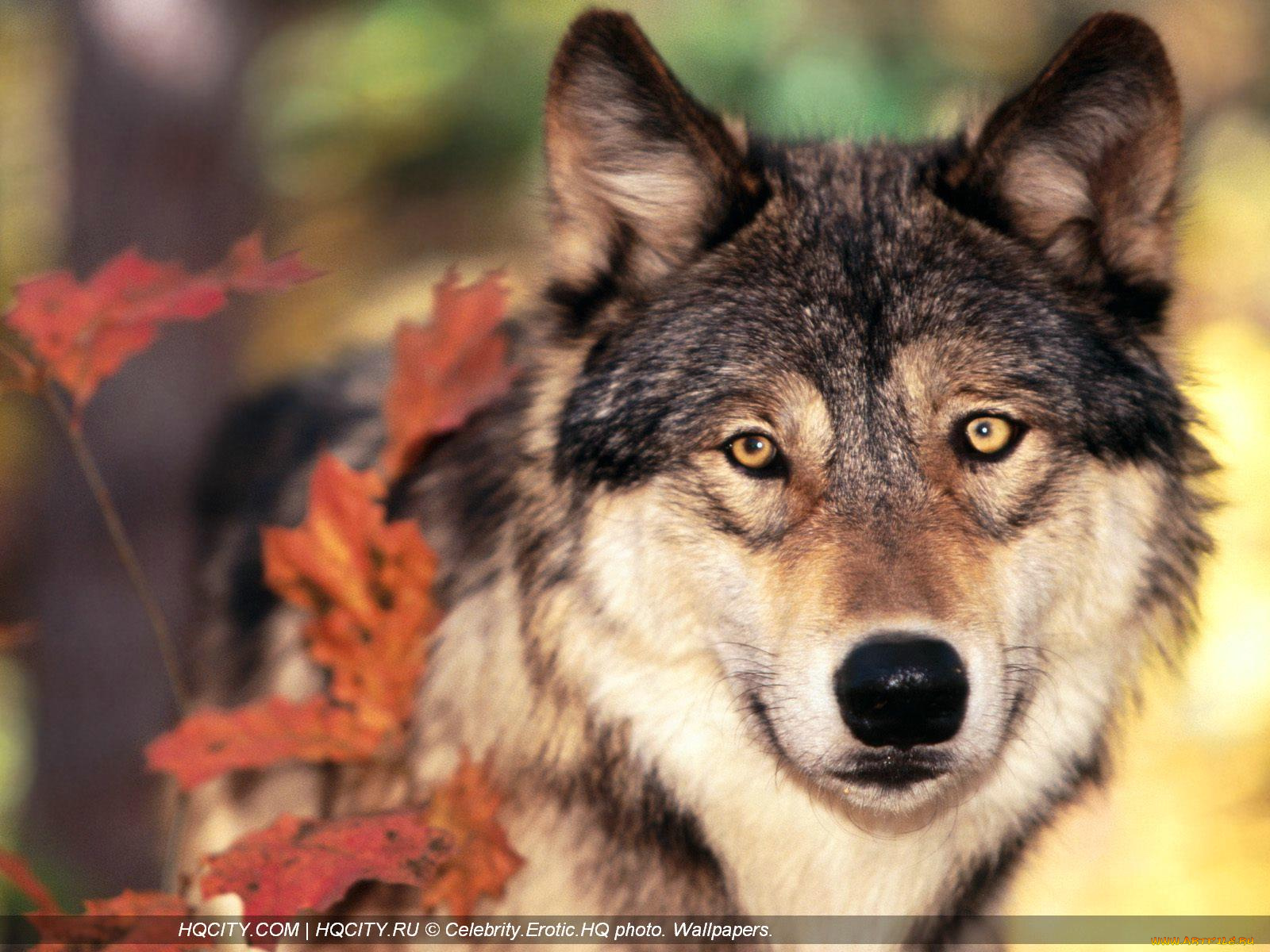 животные, волки