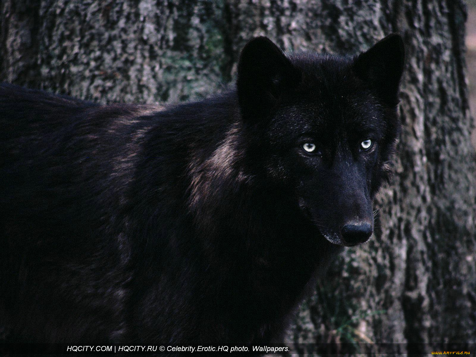 животные, волки
