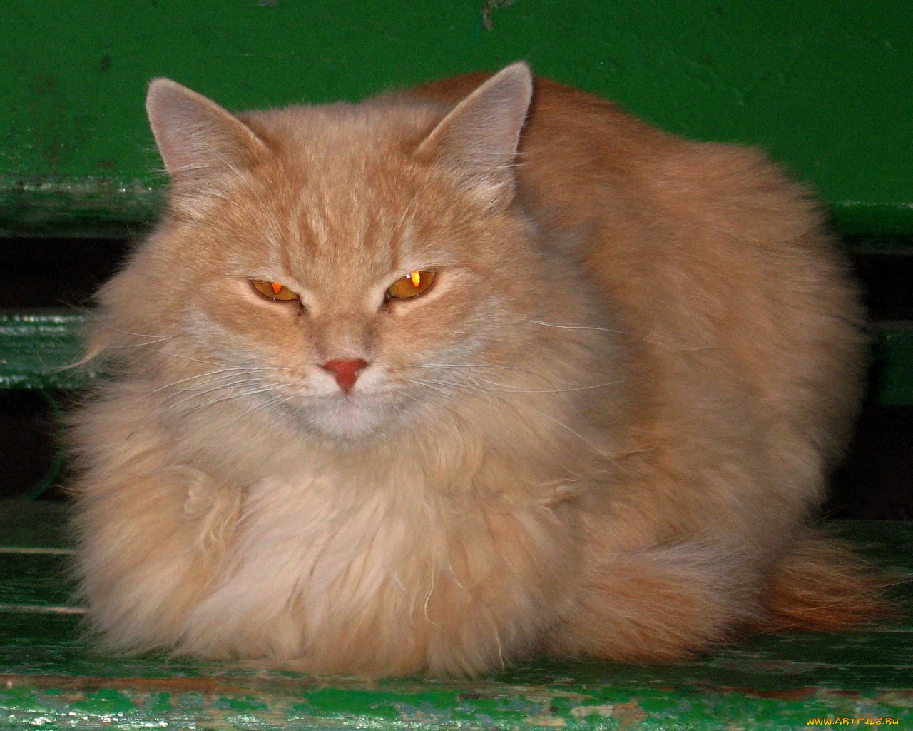 животные, коты