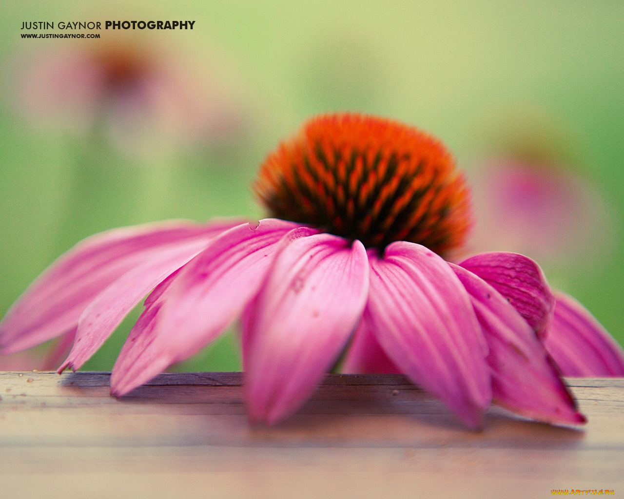 цветы, эхинацея