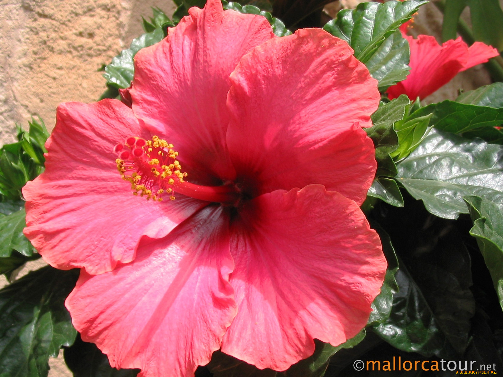 цветы, гибискусы