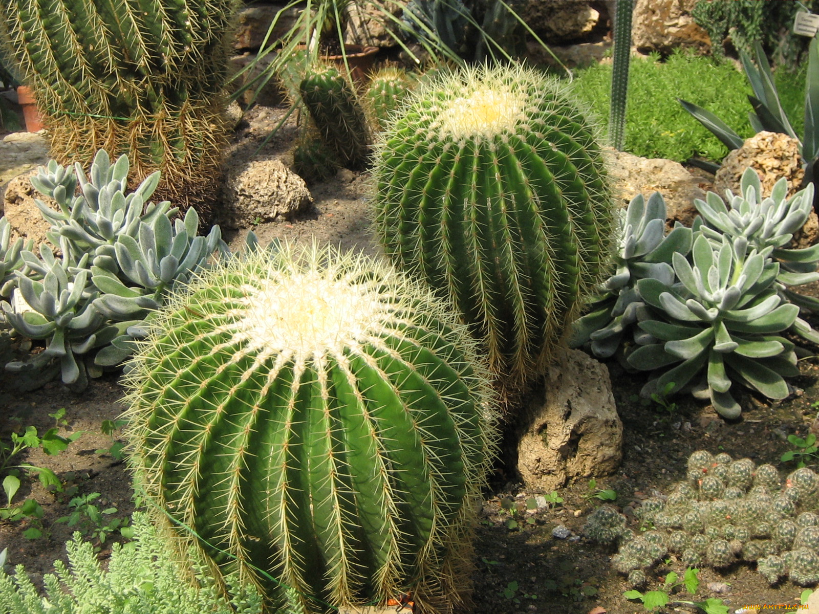 цветы, кактусы