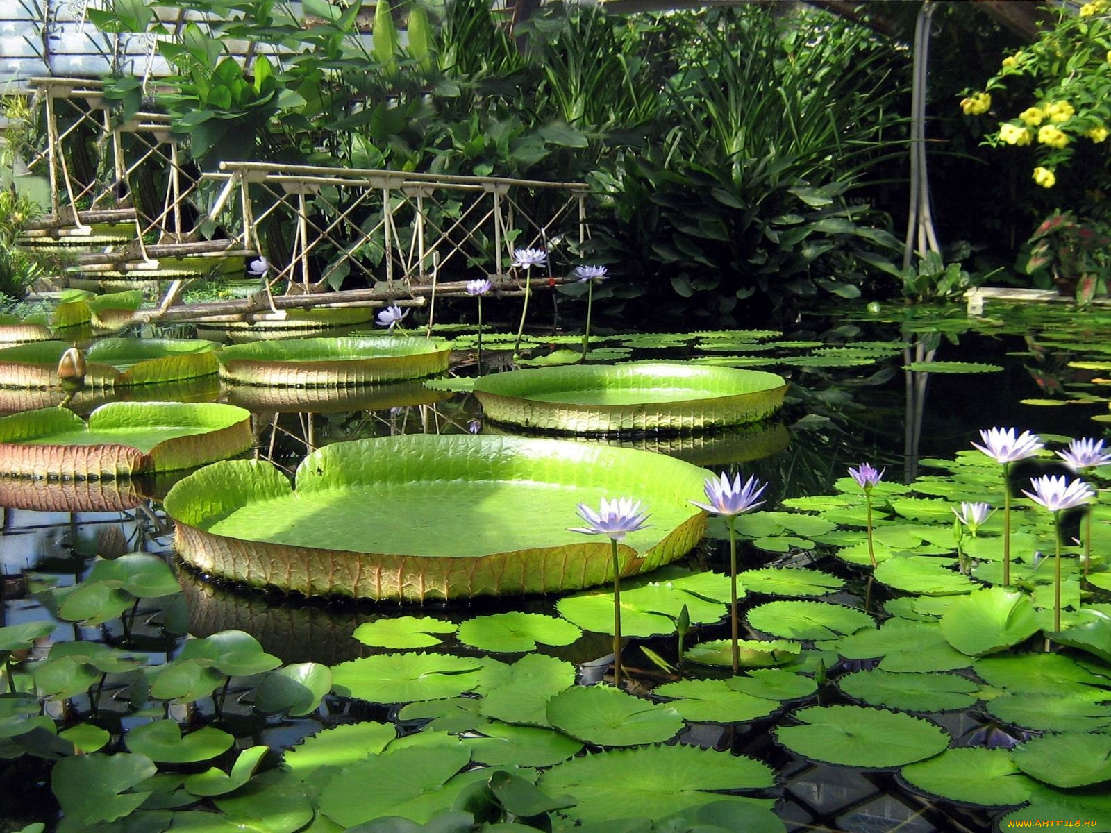 цветы, лилии, водяные, нимфеи, кувшинки