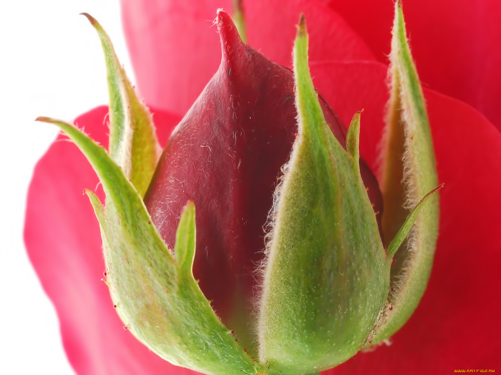 цветы, розы