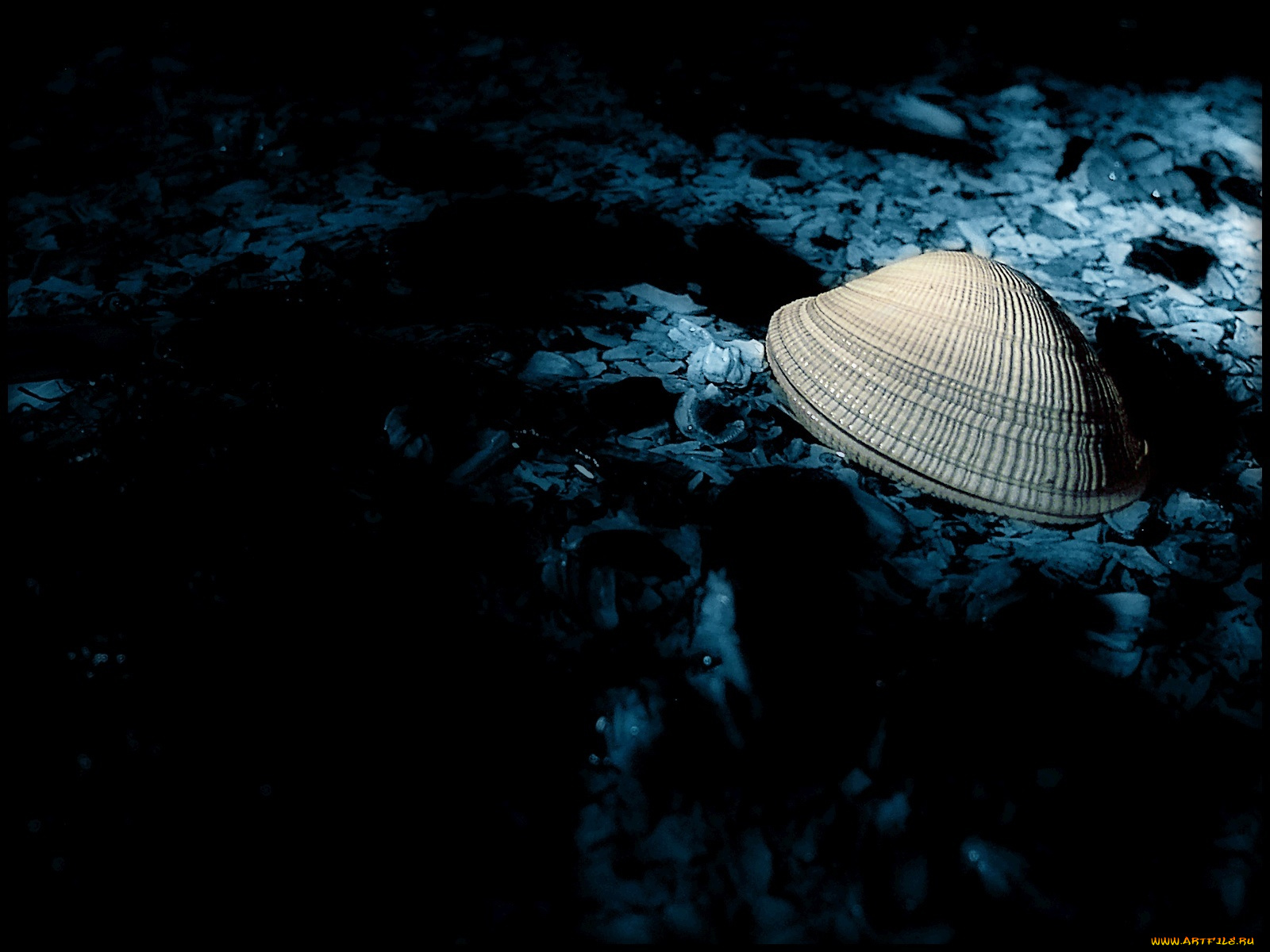 разное, ракушки, кораллы, декоративные, spa, камни