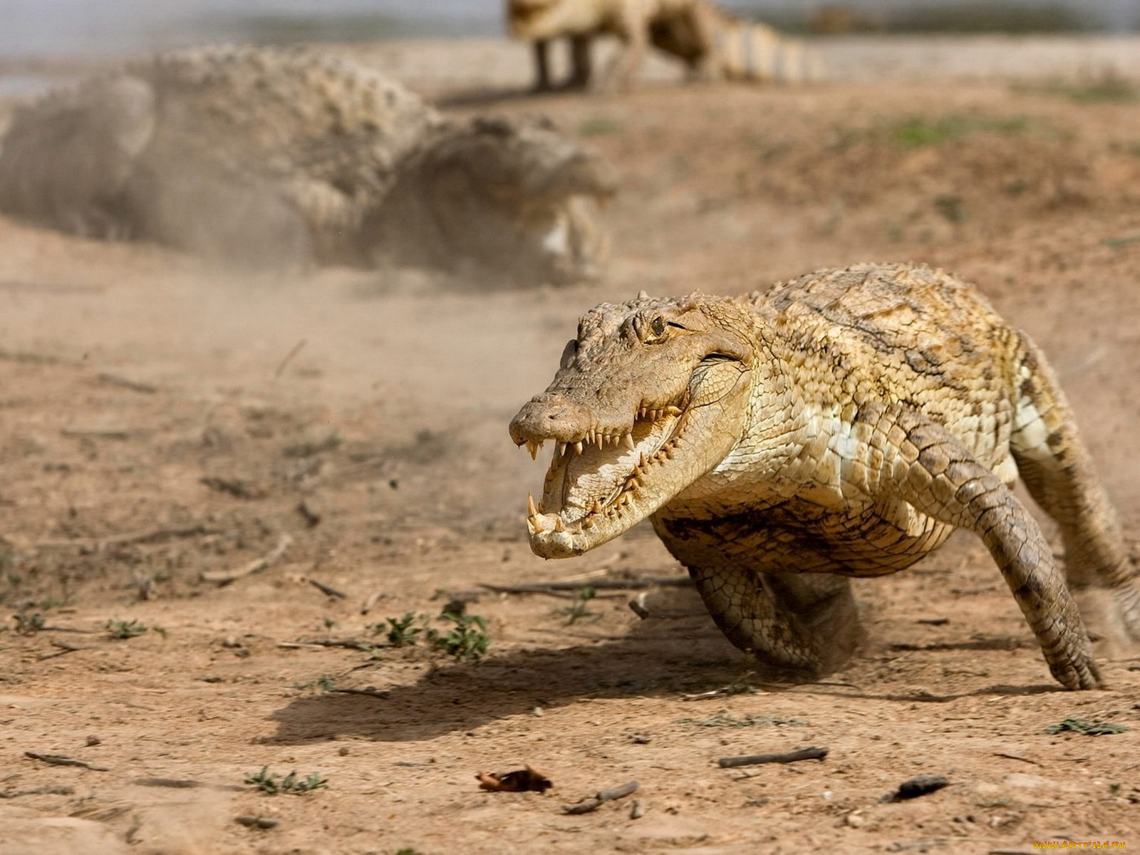 животные, крокодилы