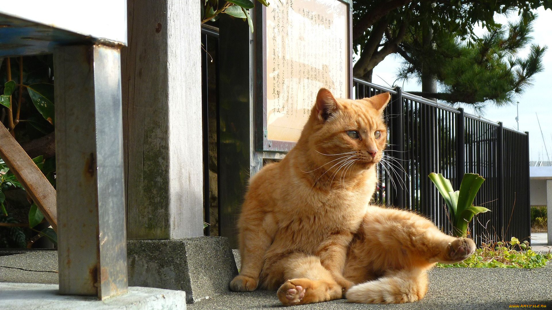 животные, коты