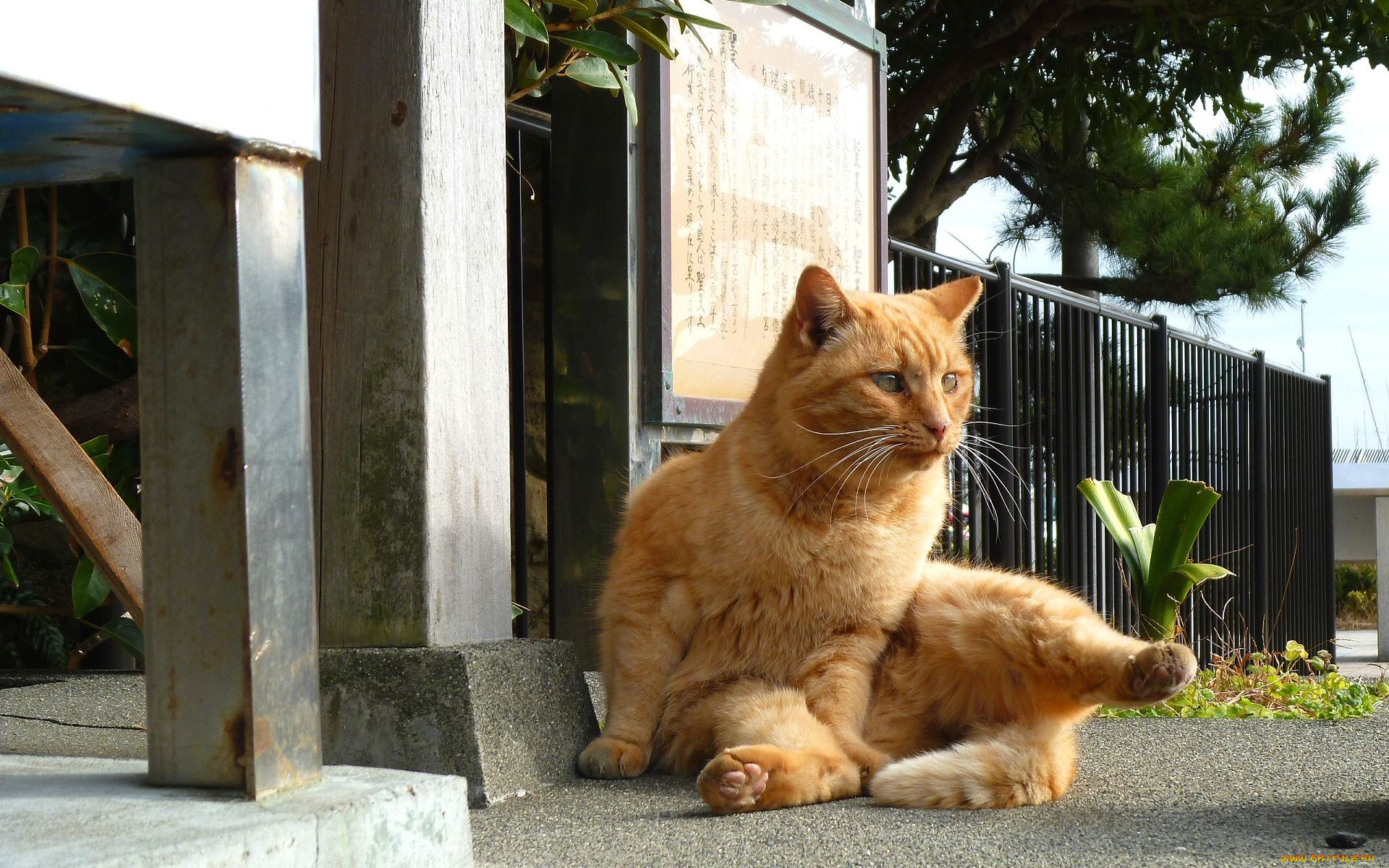 животные, коты